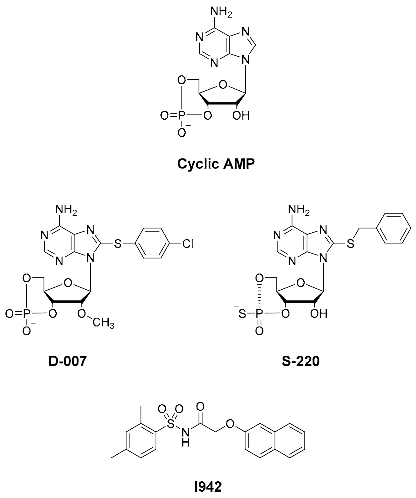 non cyclic amp molecule