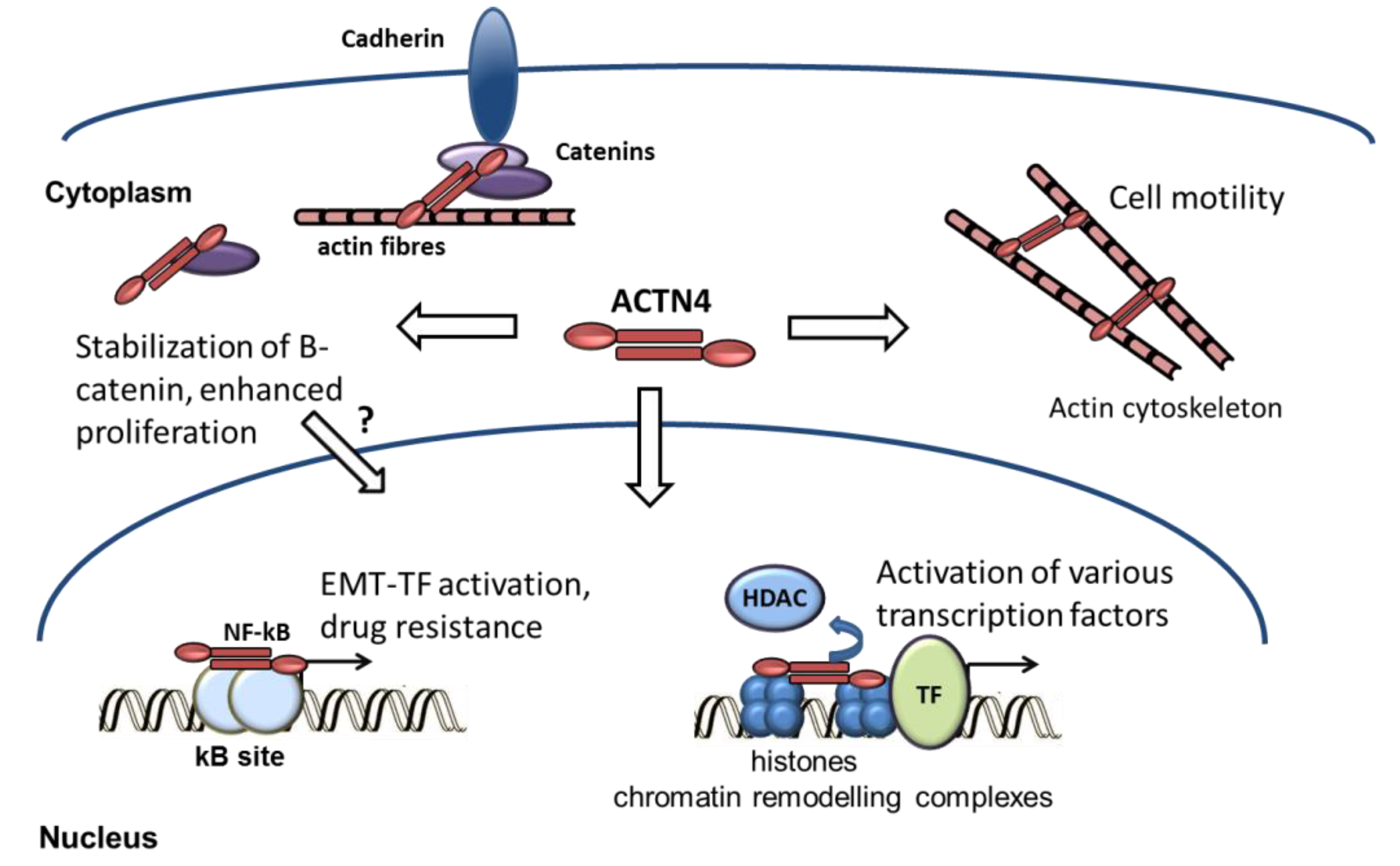 PDF) ACTN4 gene amplification is a predictive biomarker for