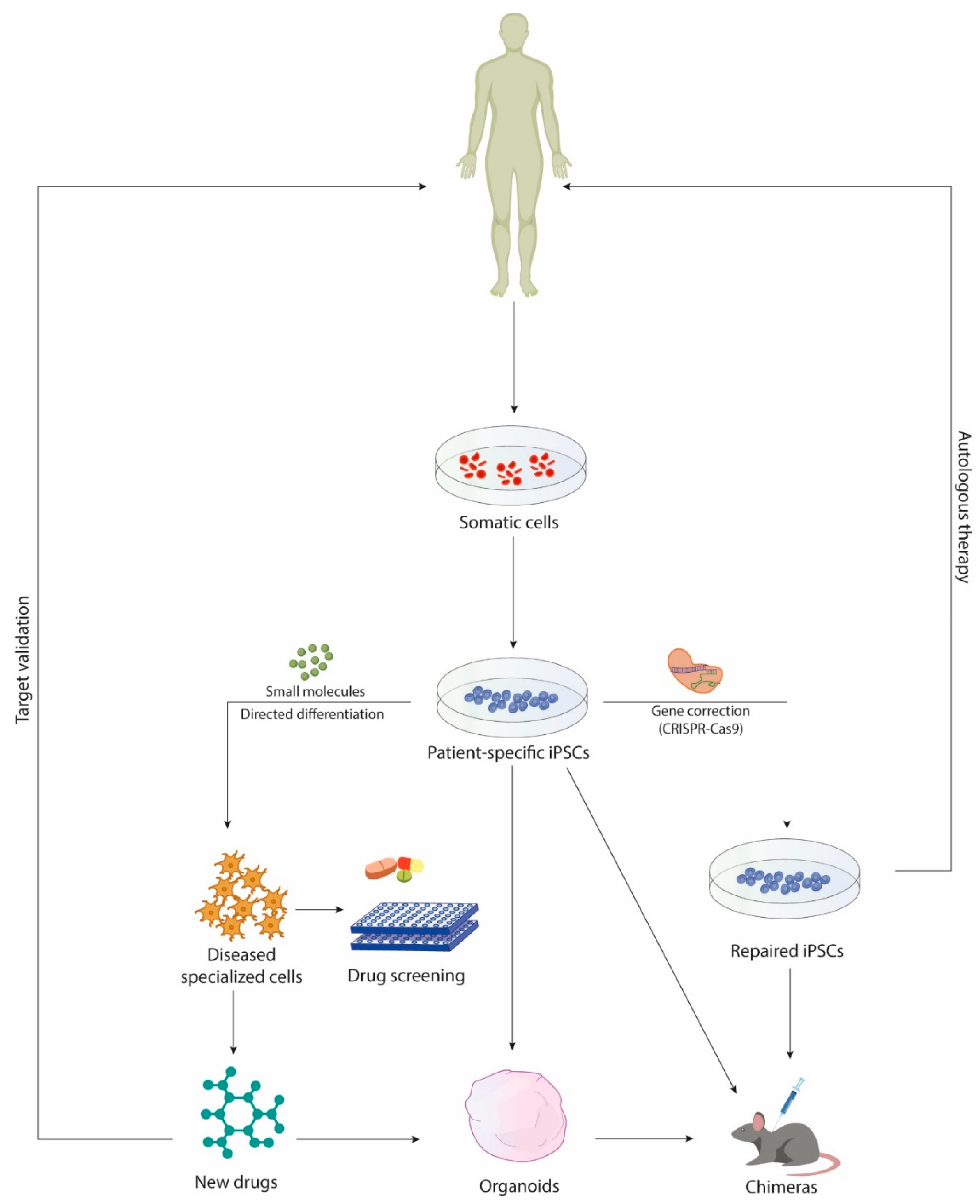 Cells Free Full Text Ipscs Based Neural 3d Systems A Multidimensional Approach For Disease 8802