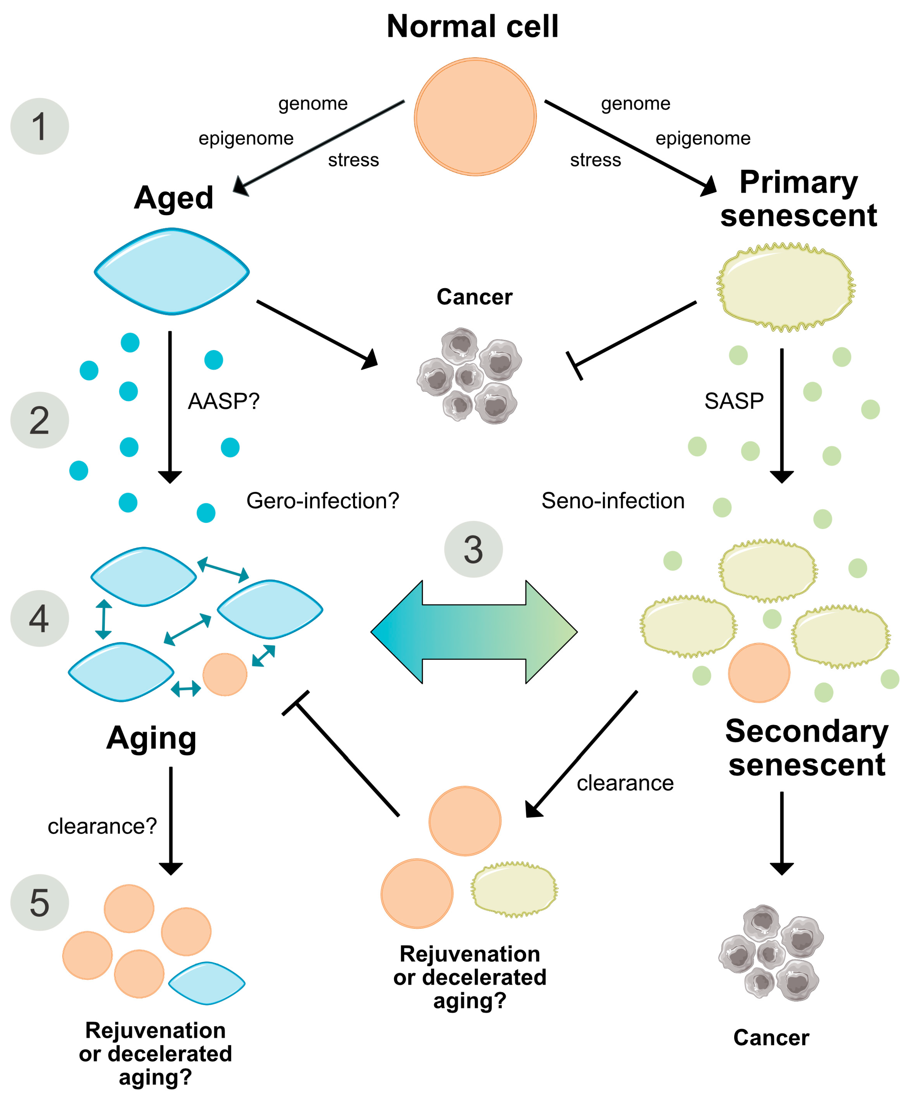 Aging Concept Map