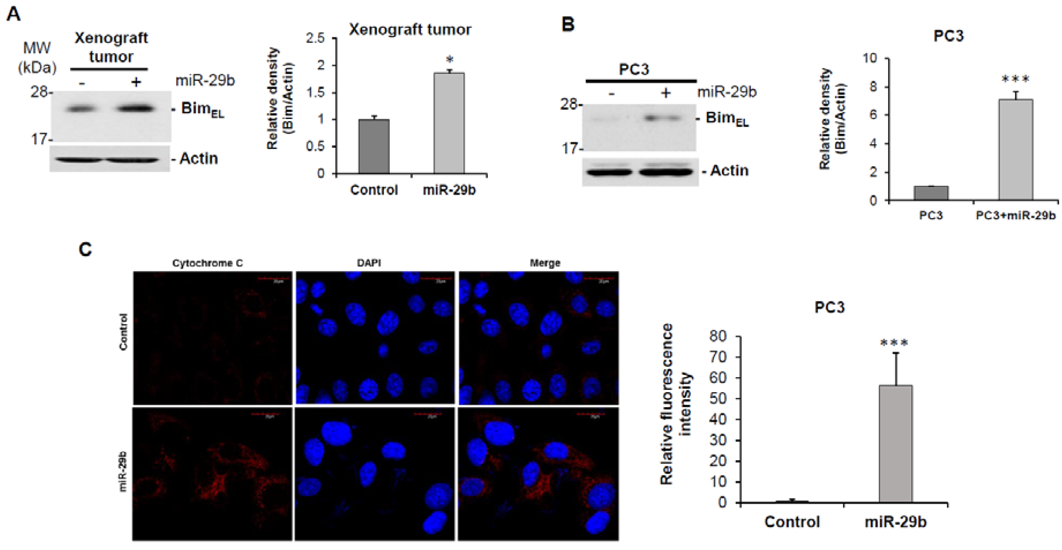 Cells | Free Full-Text | MiRNA-29b Inhibits Prostate Tumor Growth And ...