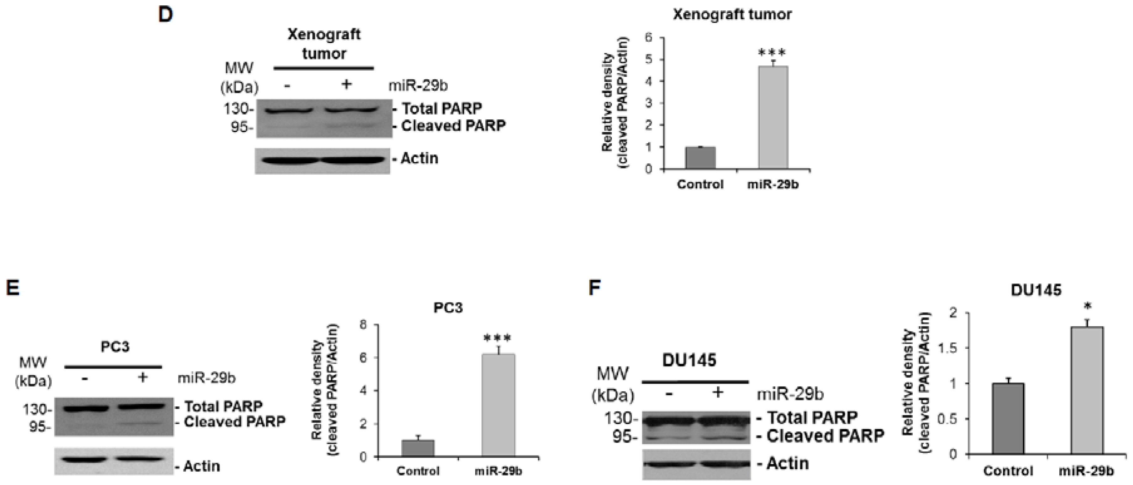 Cells | Free Full-Text | MiRNA-29b Inhibits Prostate Tumor Growth And ...