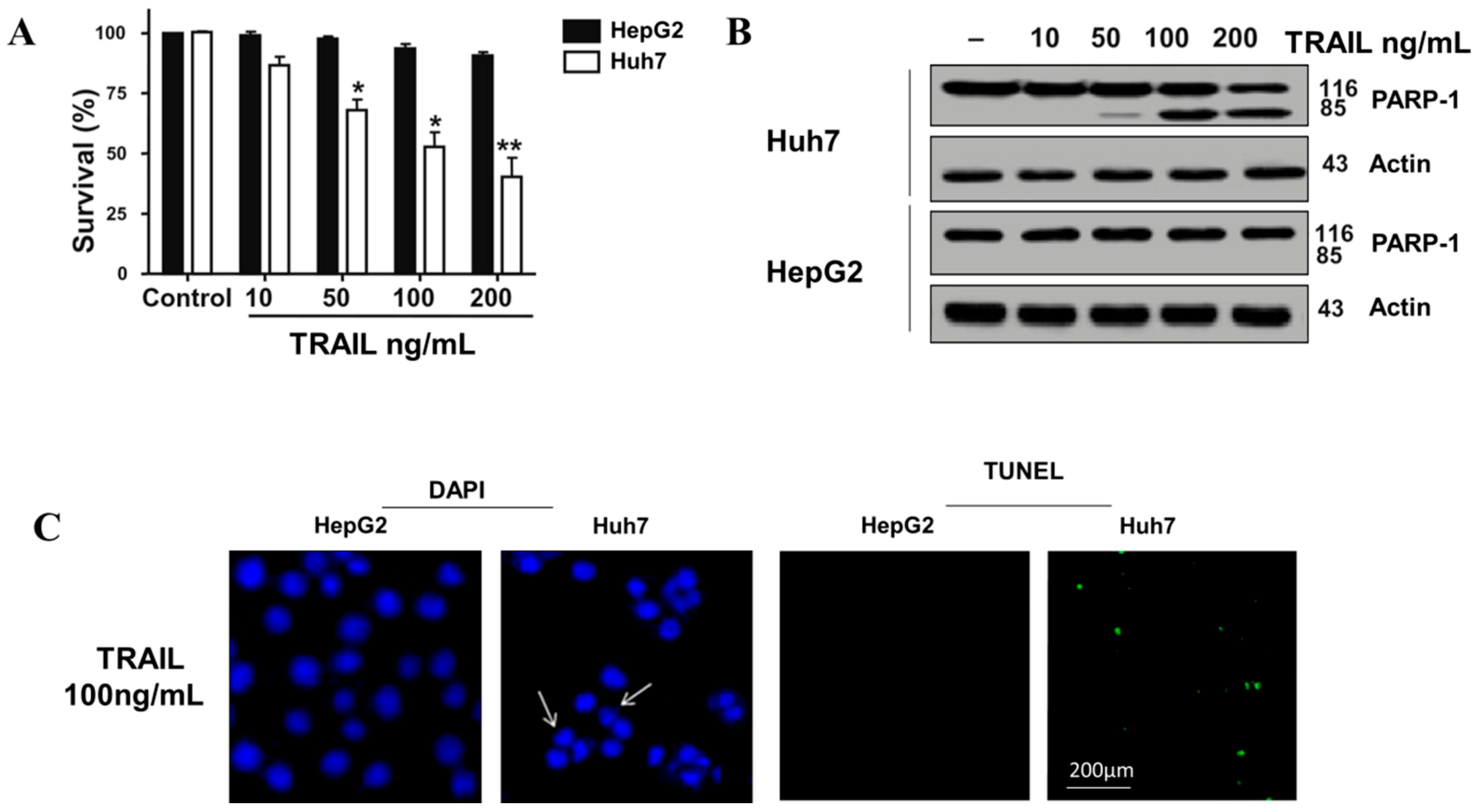 Cells 08 01466 g001 Cells 08 01466 g001