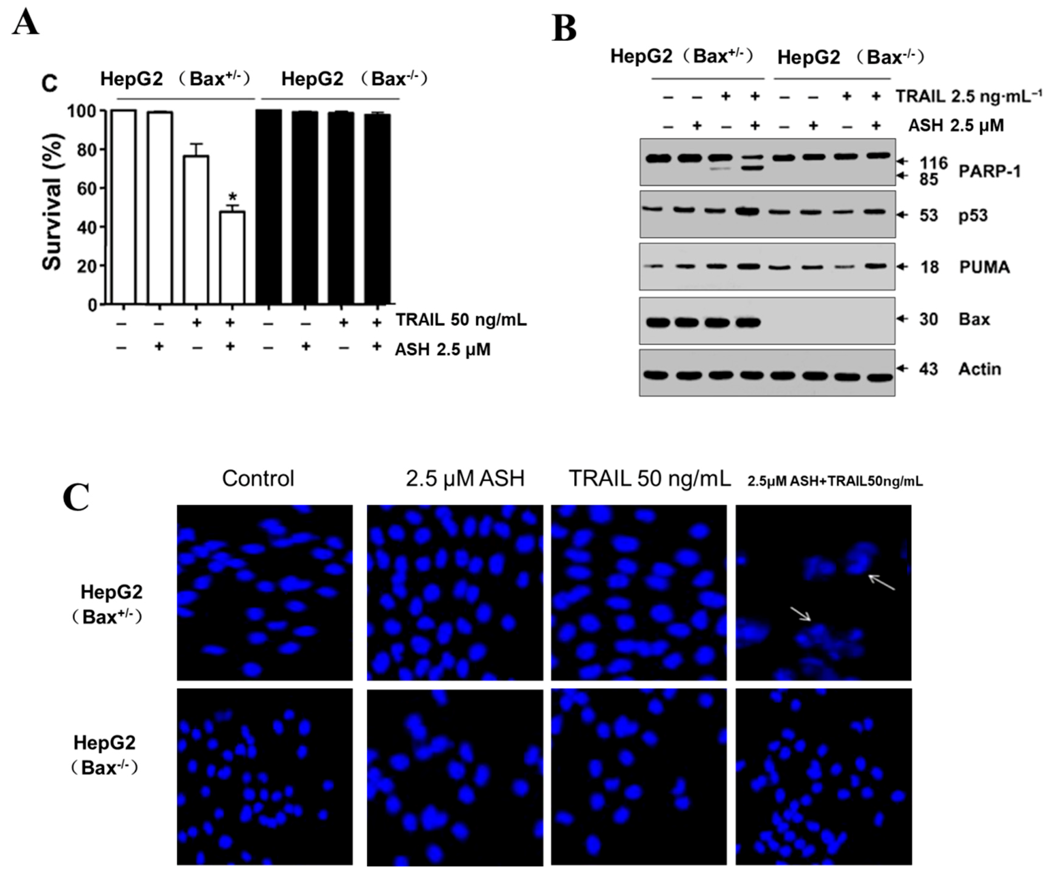 Cells 08 01466 g008 Cells 08 01466 g008