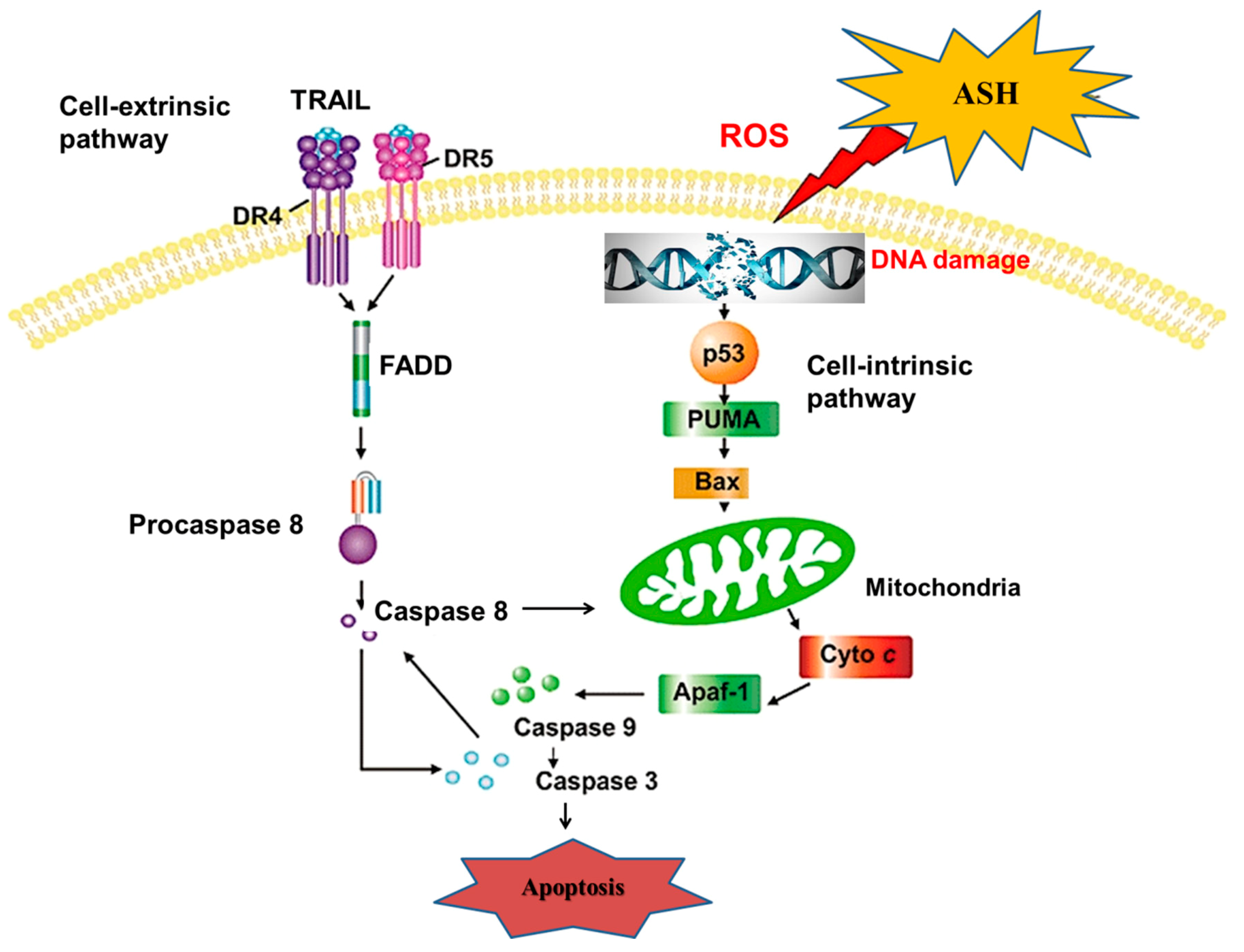 Cells 08 01466 g010 Cells 08 01466 g010