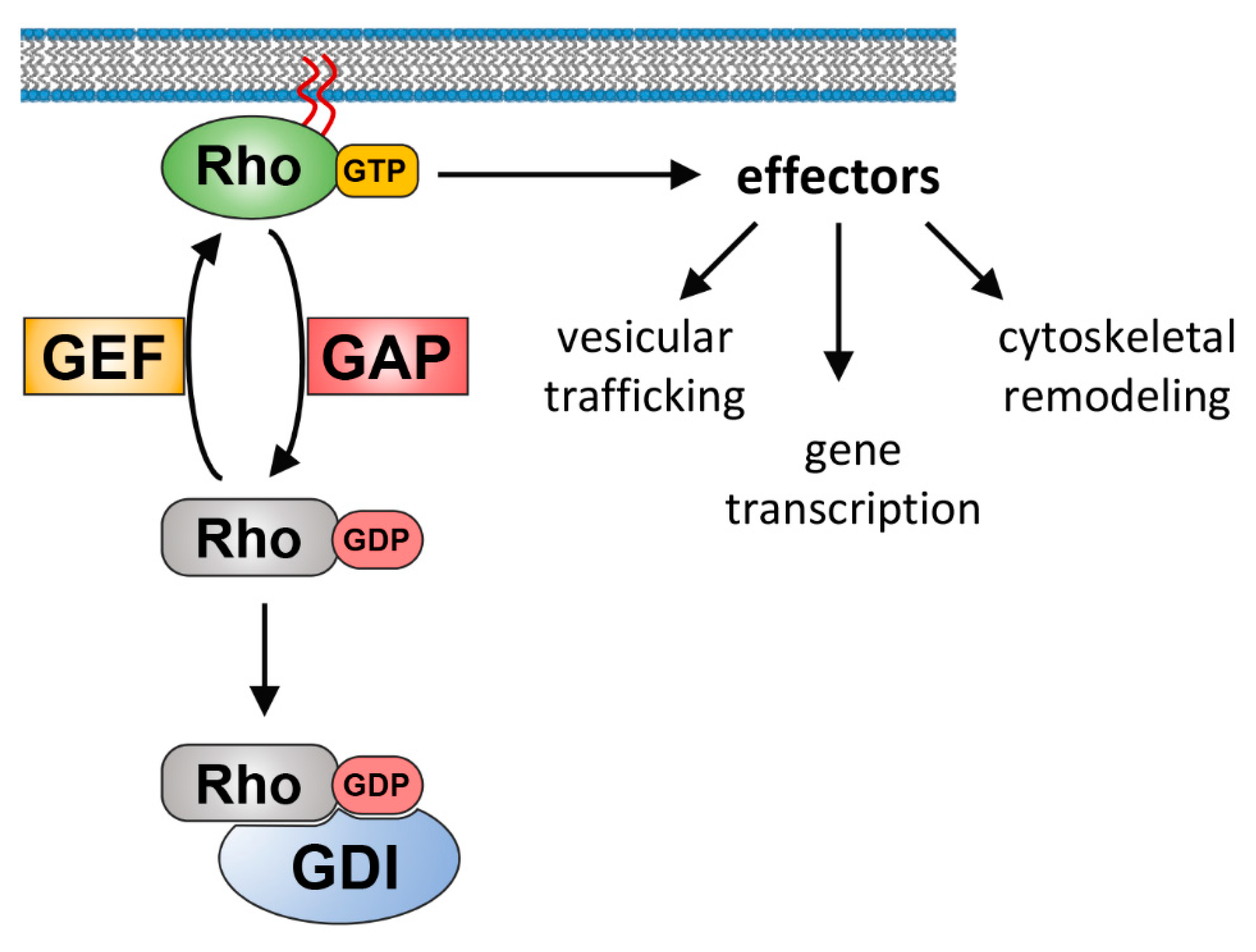 Cells | Free Full-Text | Spatiotemporal Control of Intracellular Membrane  Trafficking by Rho GTPases | HTML