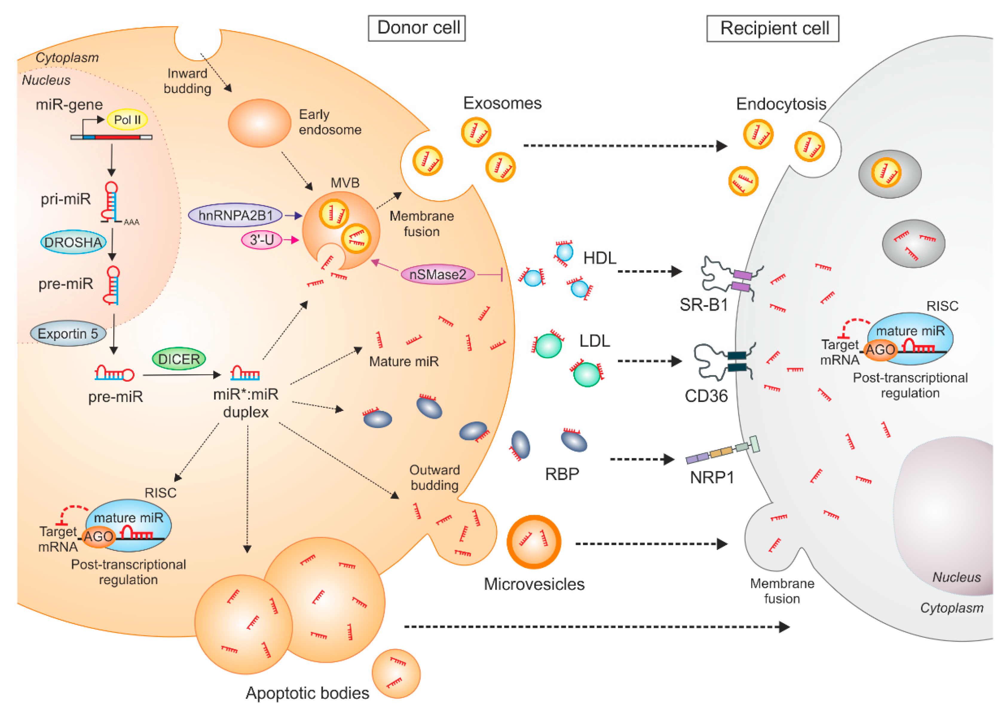 Cells | Free Full-Text | MicroRNA—A Tumor Trojan Horse for Tumor ...