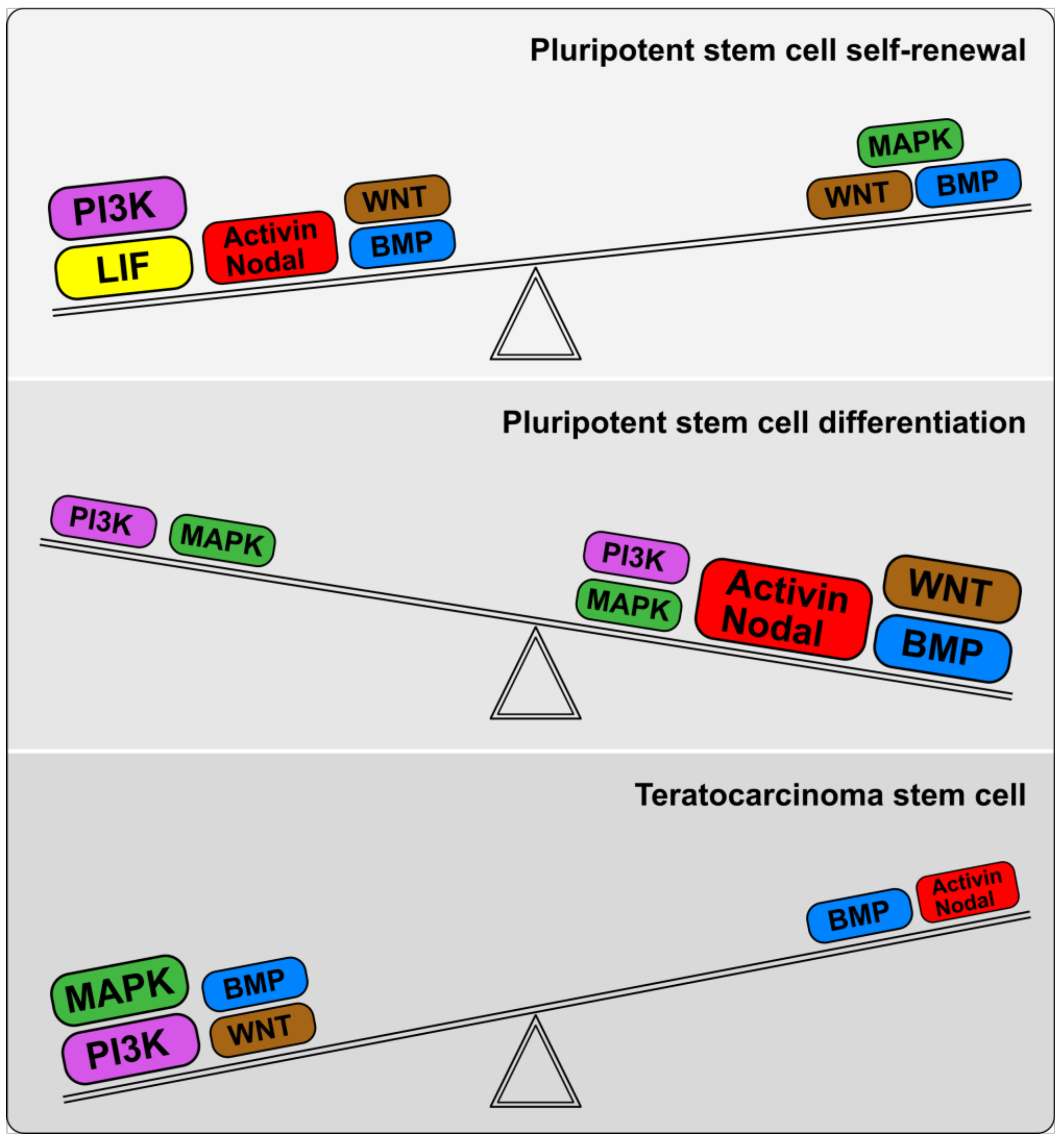 Cells Free Full Text Tgfβ Family Signaling Pathways In - berx 1980 roblox song id