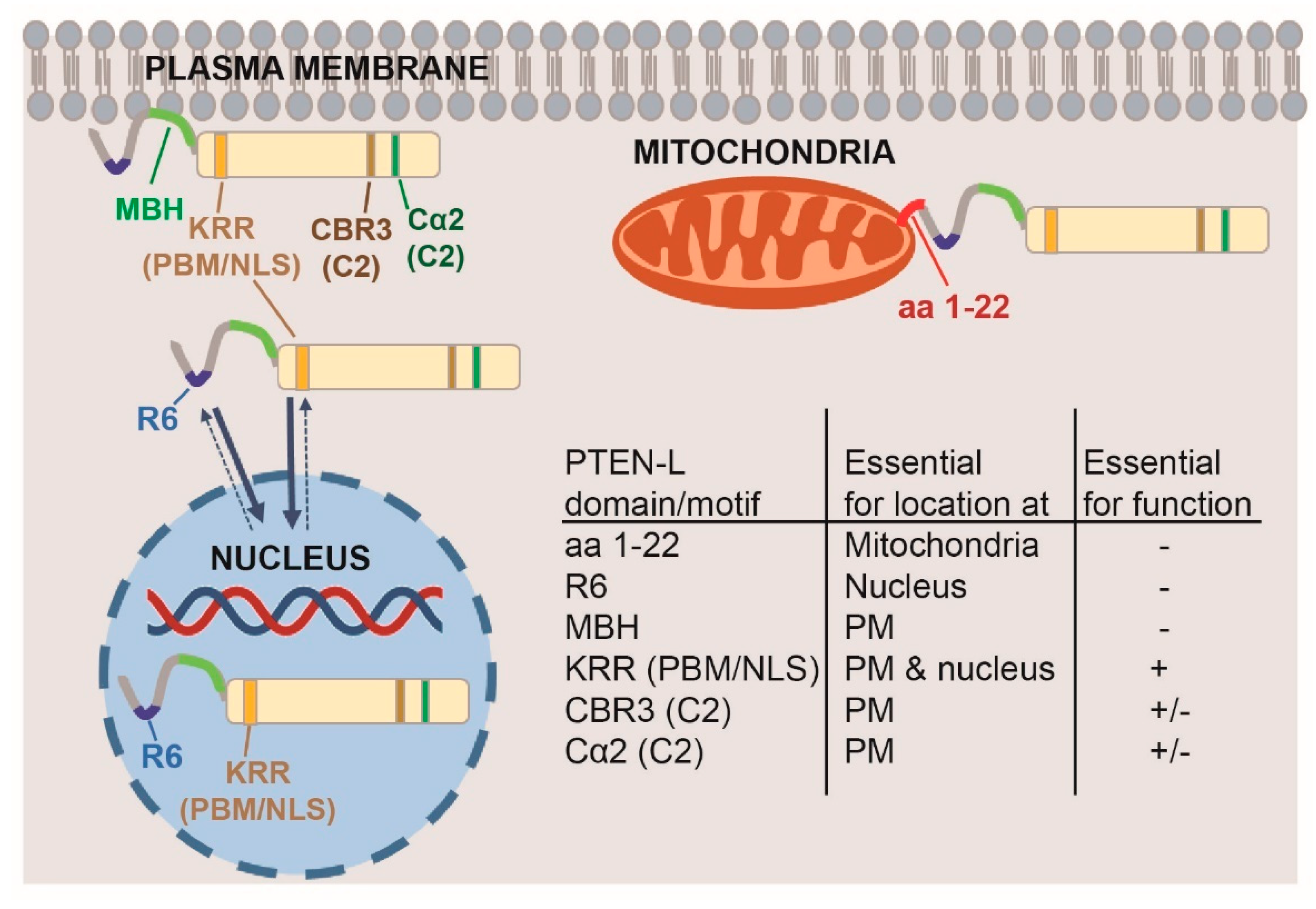 Cells 08 01512 g008