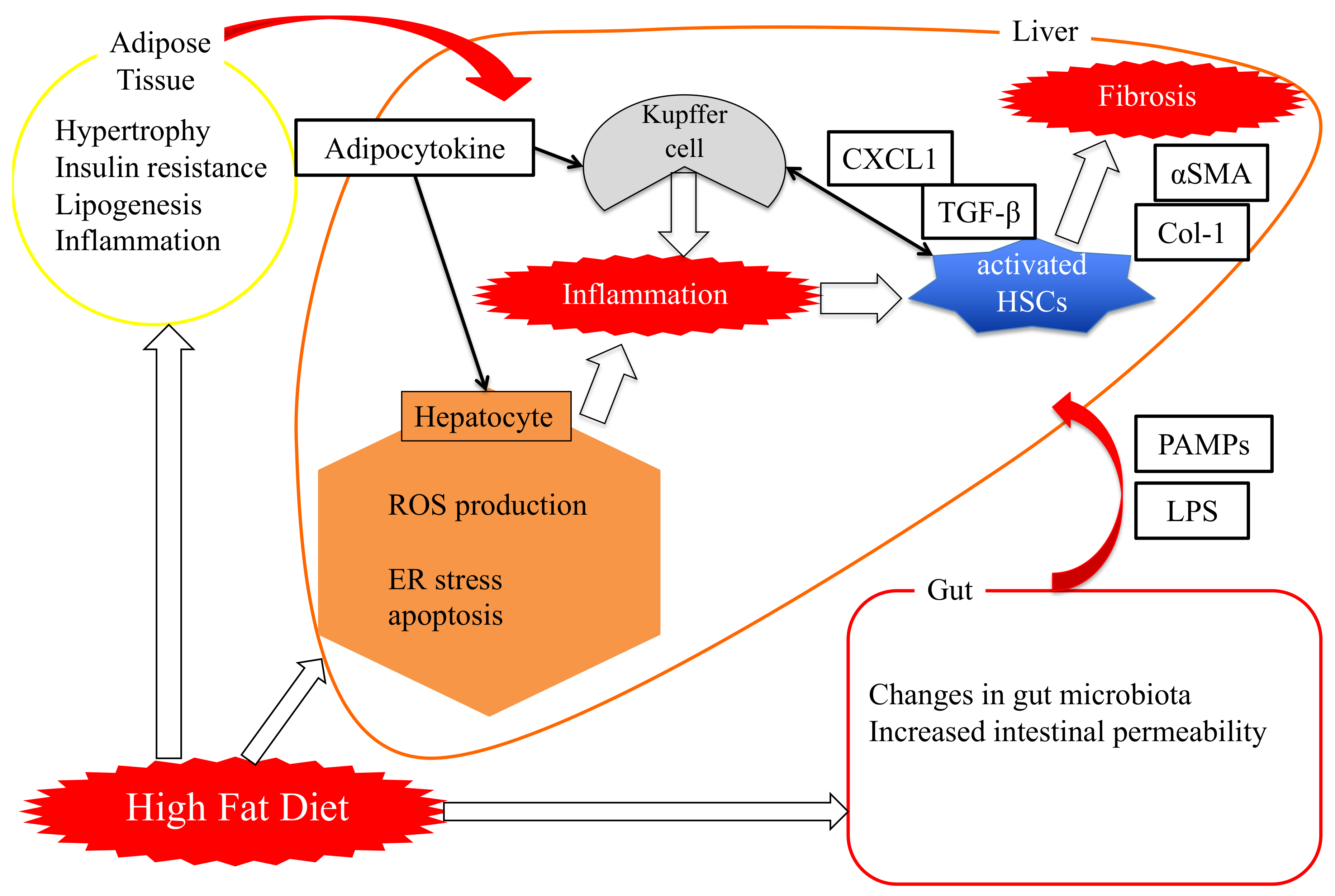 Cells 08 01545 g001 Cells 08 01545 g001