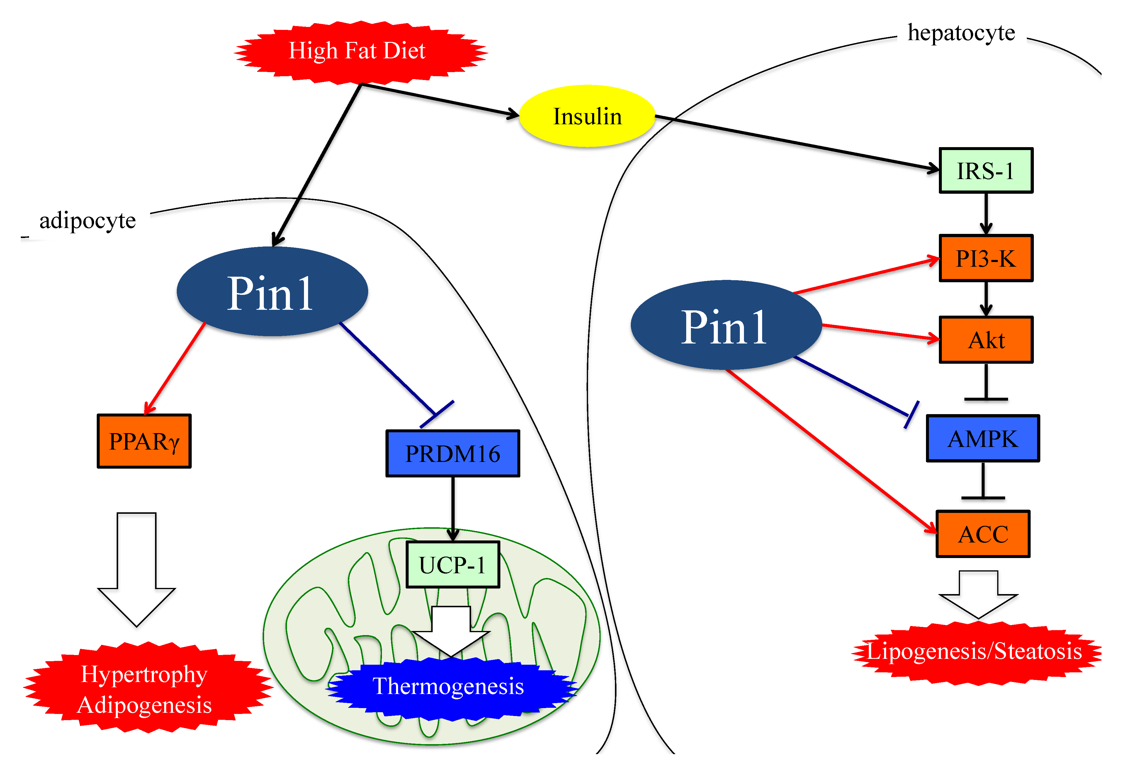 Cells 08 01545 g002 Cells 08 01545 g002