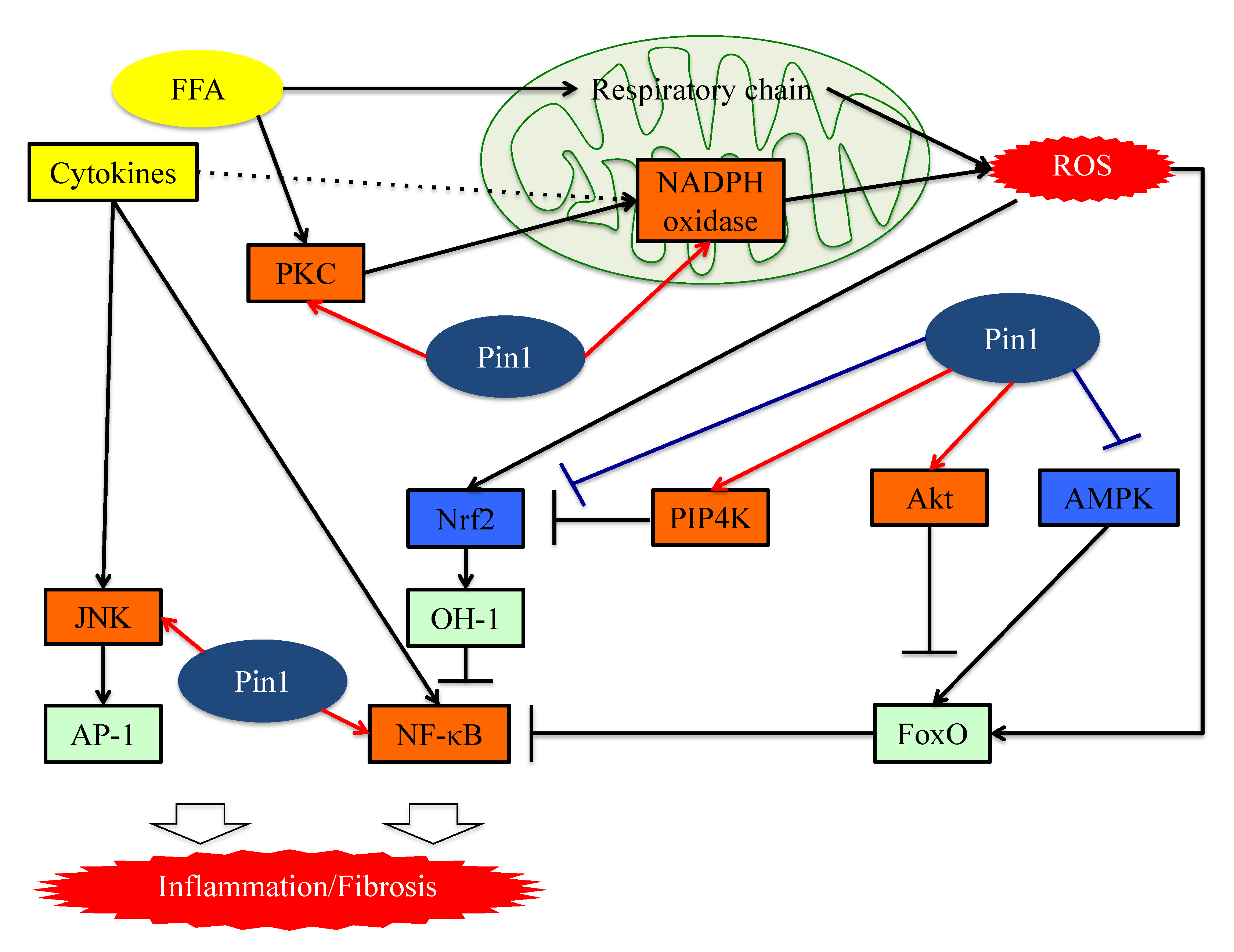 Cells 08 01545 g003 Cells 08 01545 g003