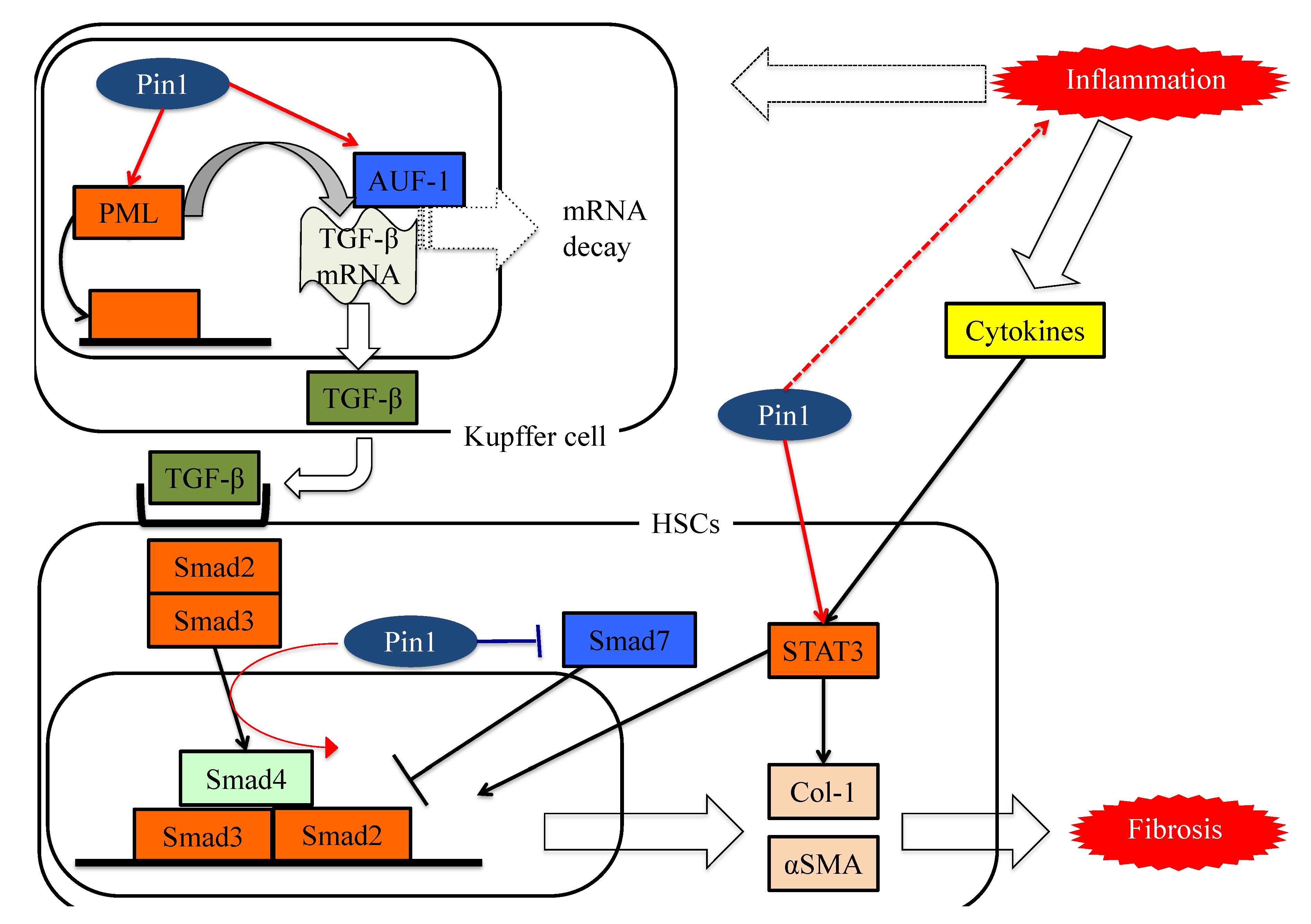 Cells 08 01545 g004 Cells 08 01545 g004