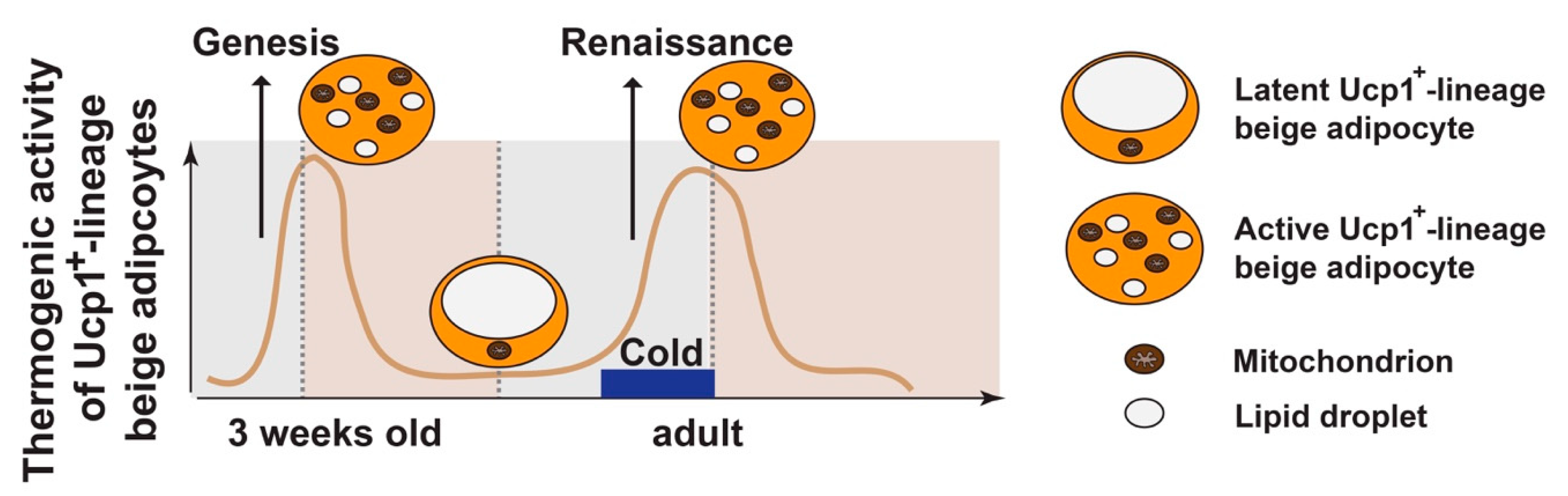 Cells Free Full Text Towards A Better Understanding Of Beige