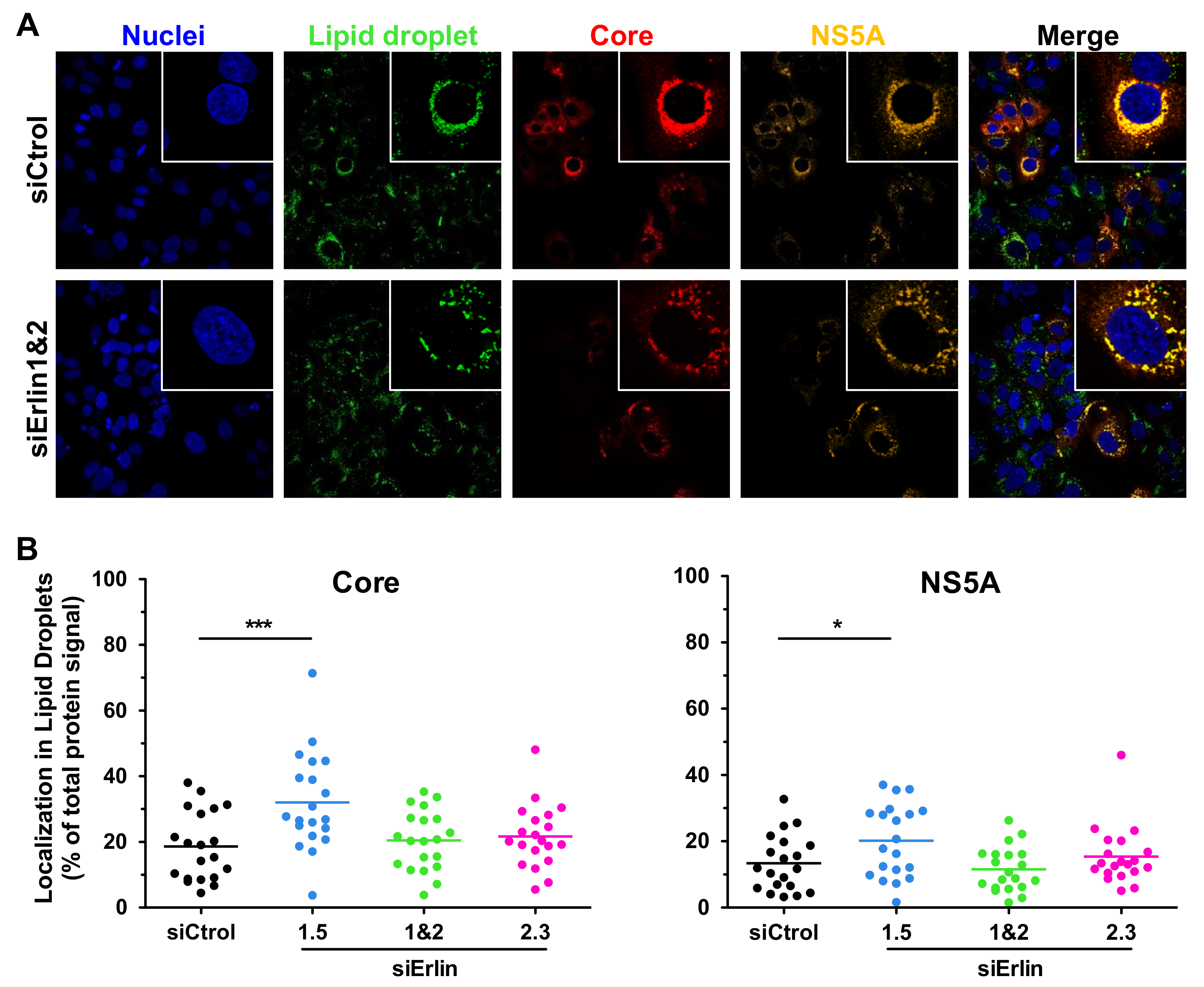 Cells 08 01555 g009 Cells 08 01555 g009
