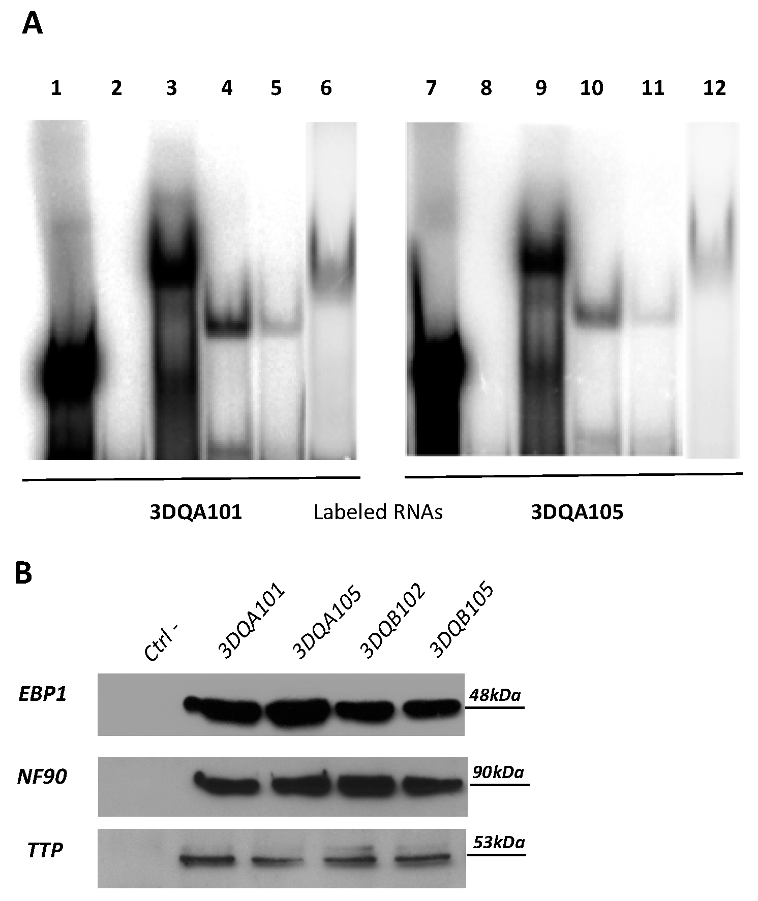 Cells 08 01570 g001 Cells 08 01570 g001