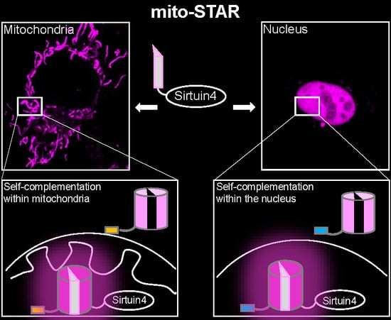 Cells | Free Full-Text | Visualization of Sirtuin 4 Distribution between  Mitochondria and the Nucleus, Based on Bimolecular Fluorescence  Self-Complementation