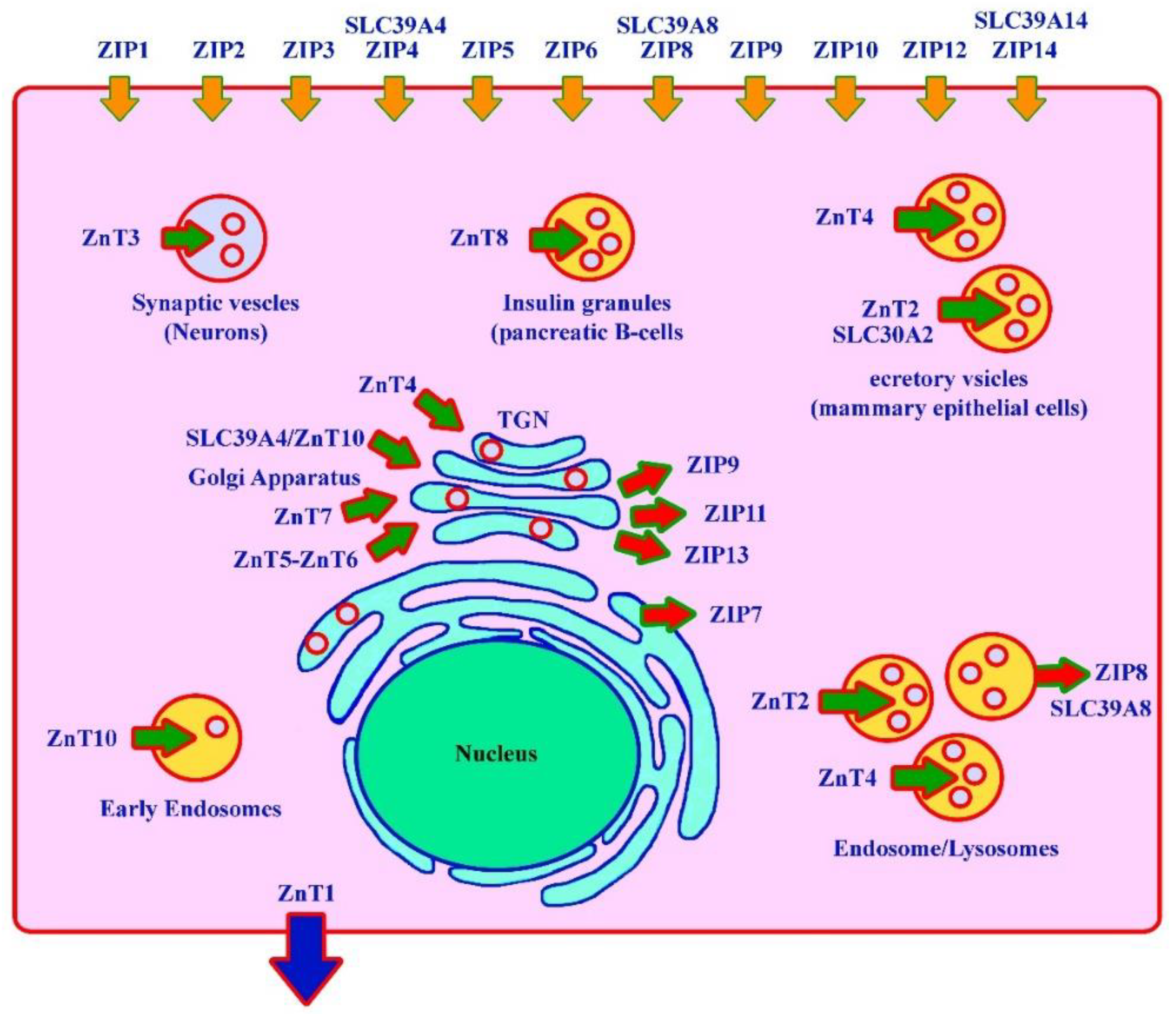 Cells Free Full Text Genetic Disorders Associated With Metal Metabolism Html