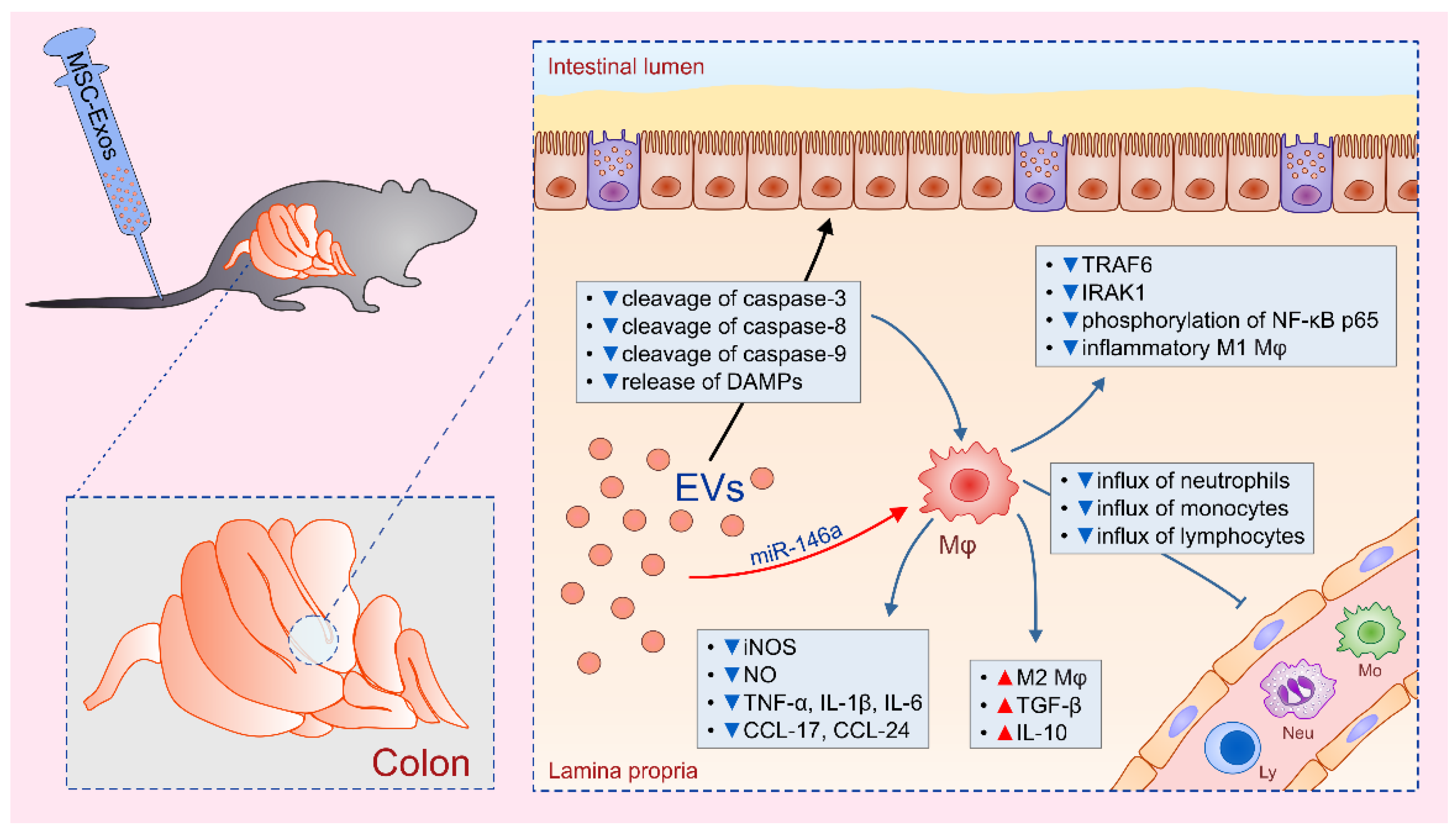 Cells | Free Full-Text | Mesenchymal Stem Cell-Derived Exosomes 