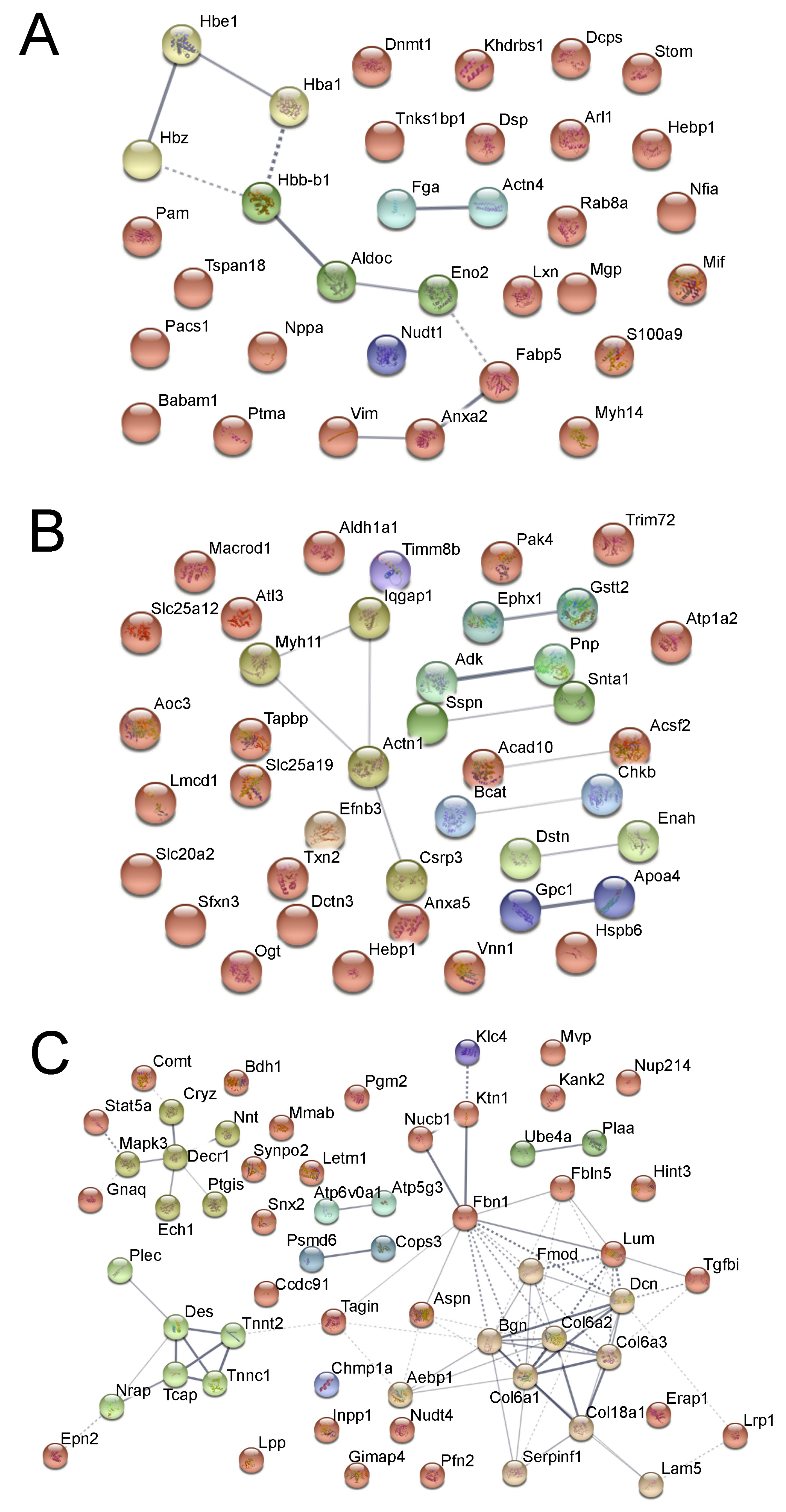 Cells Free Full Text Multi Omics Integration Reveals Short And Long Term Effects Of Gestational Hypoxia On The Heart Development Html