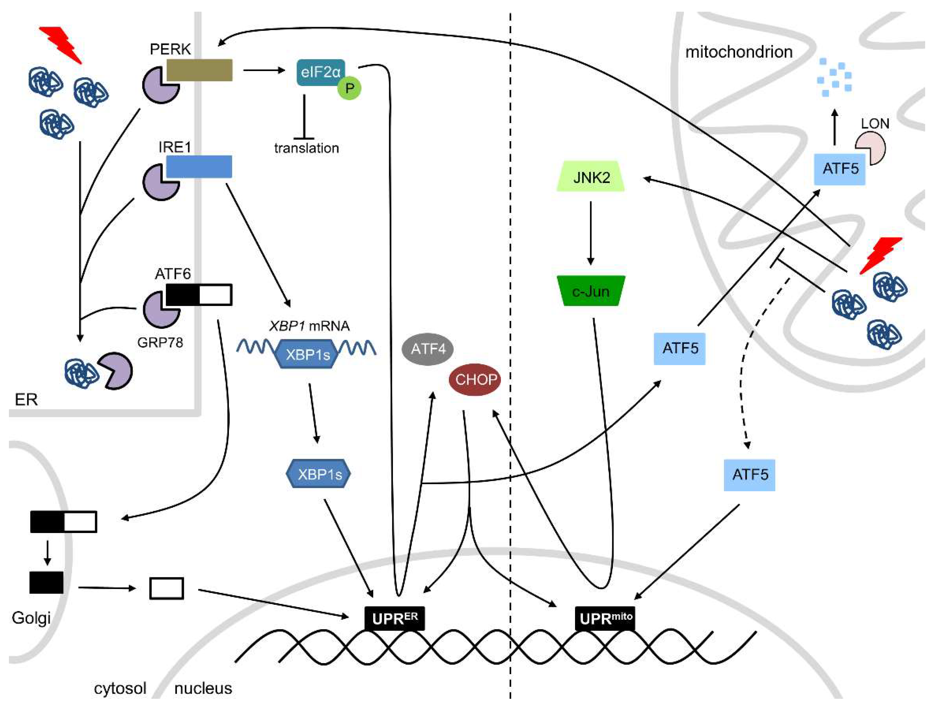 Cells | Free Full-Text | Imbalance of ER and Mitochondria Interactions ...