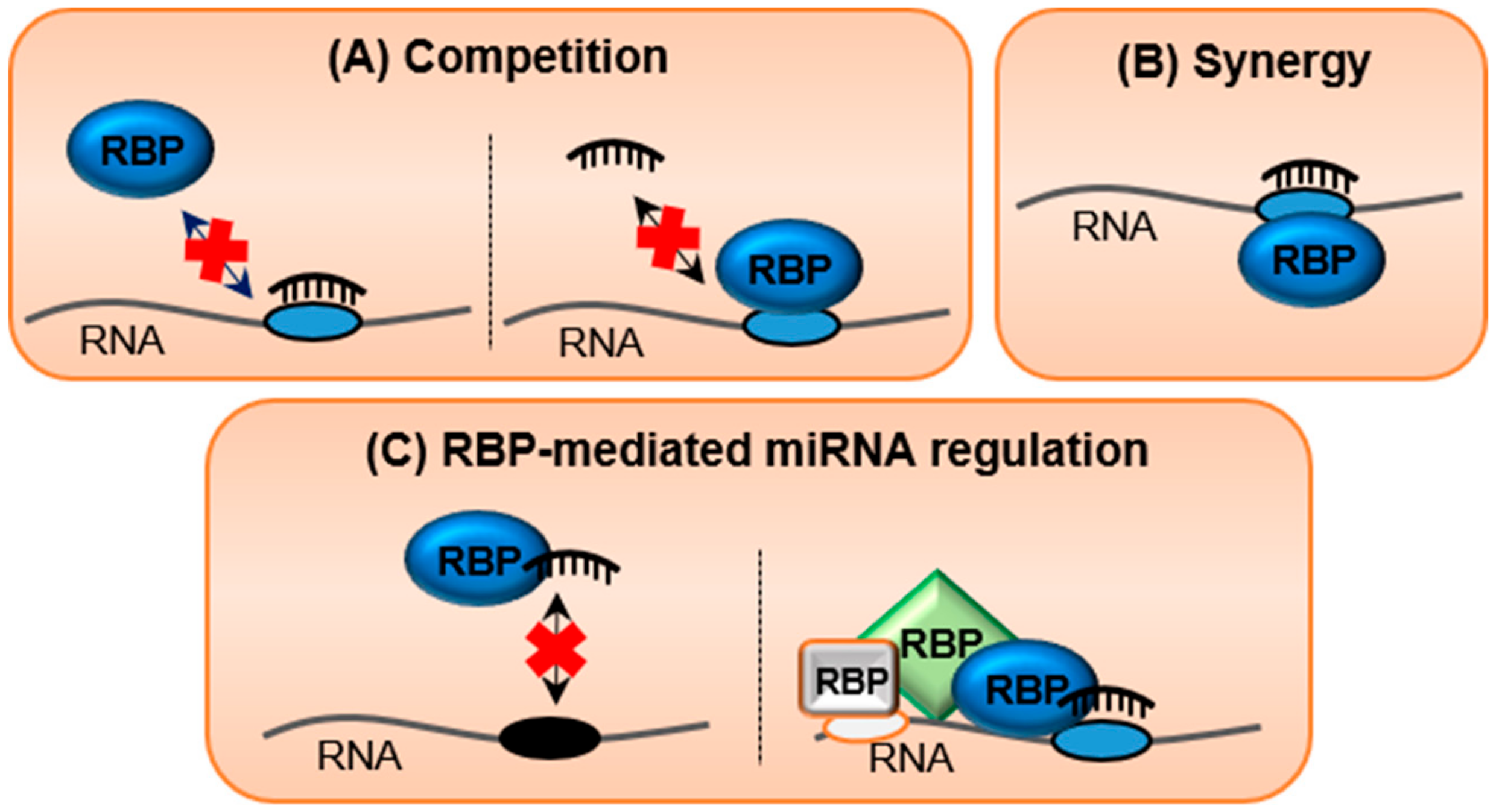 Cells Free Full Text The Butterfly Effect Of Rna Alterations On Transcriptomic Equilibrium Html