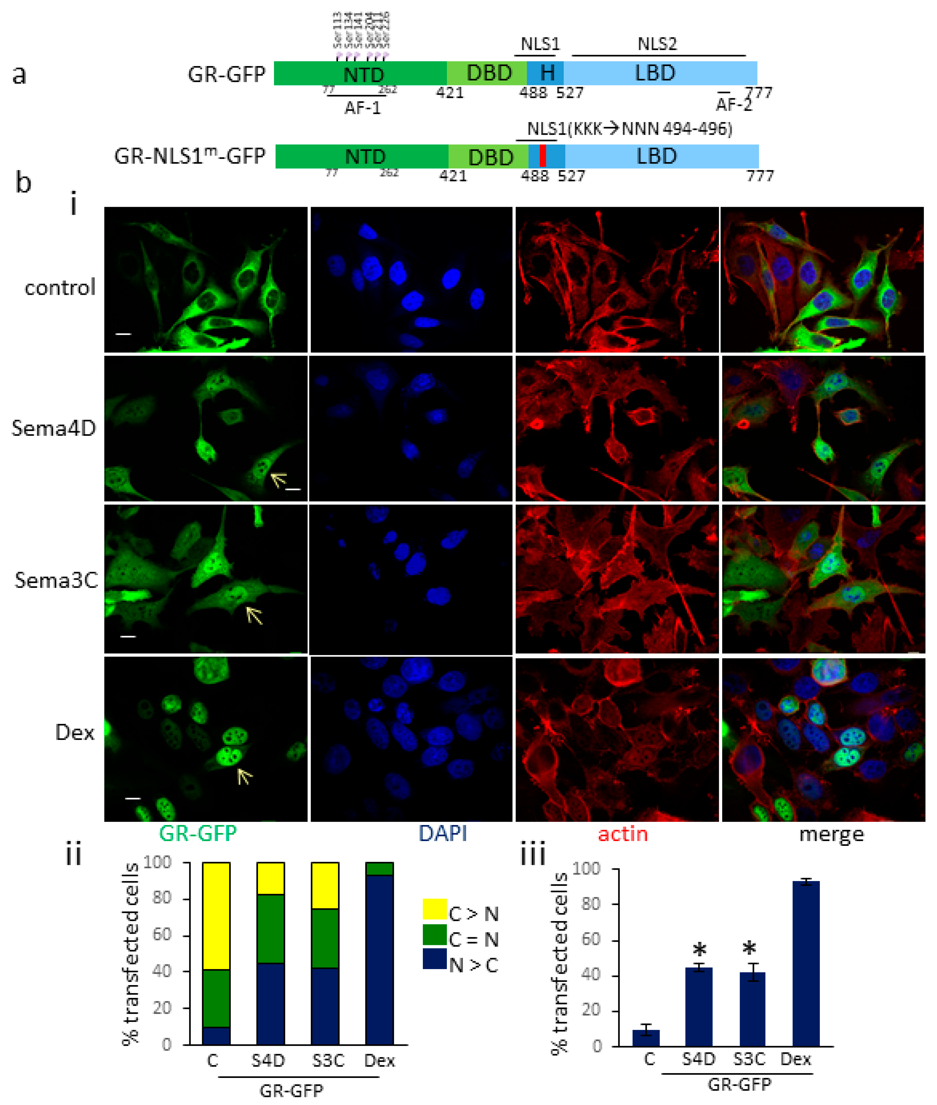 Cells Free Full Text Plexinb1 Promotes Nuclear Translocation Of The Glucocorticoid Receptor Html