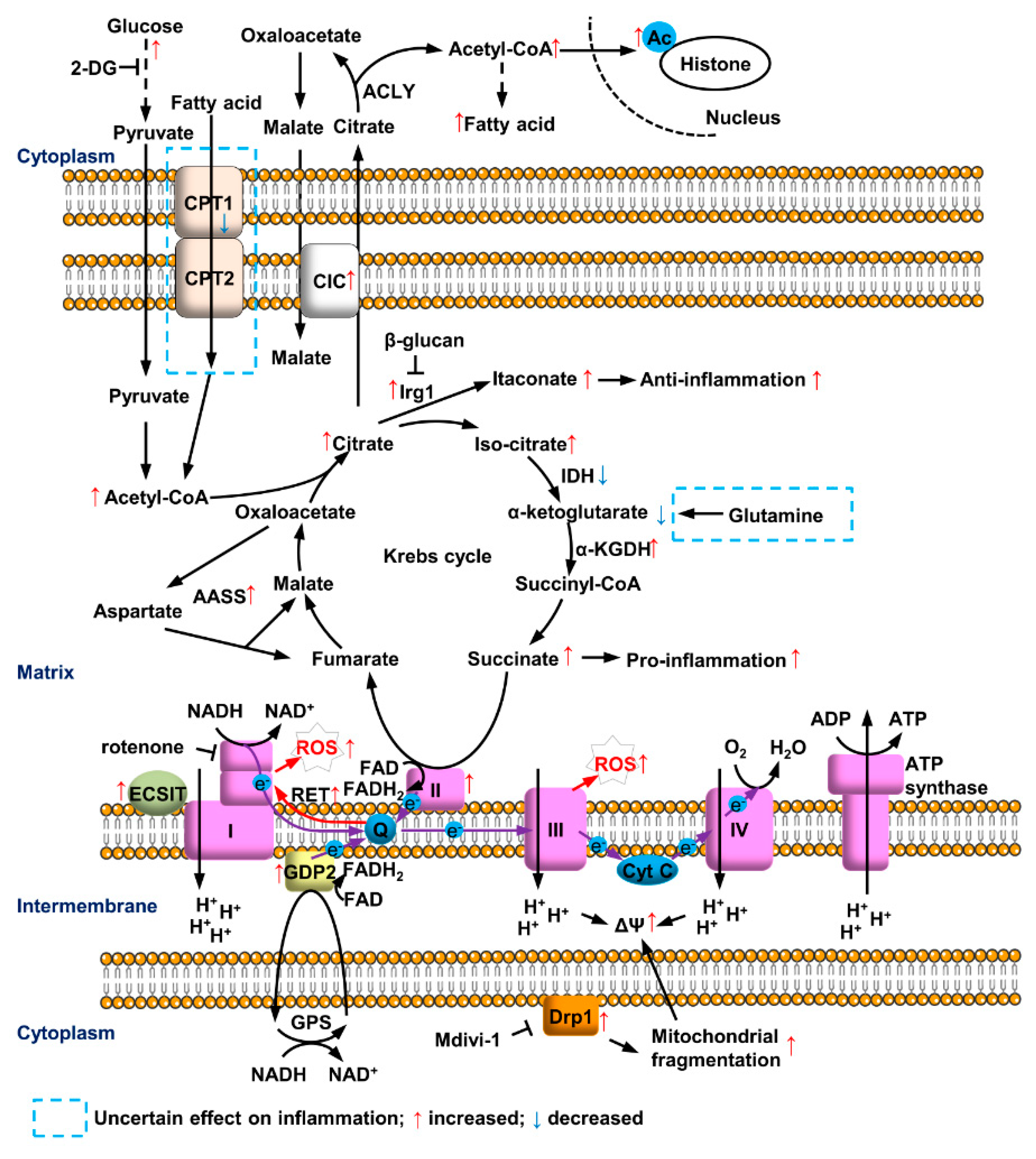 Cells 09 00005 g001 Cells 09 00005 g001