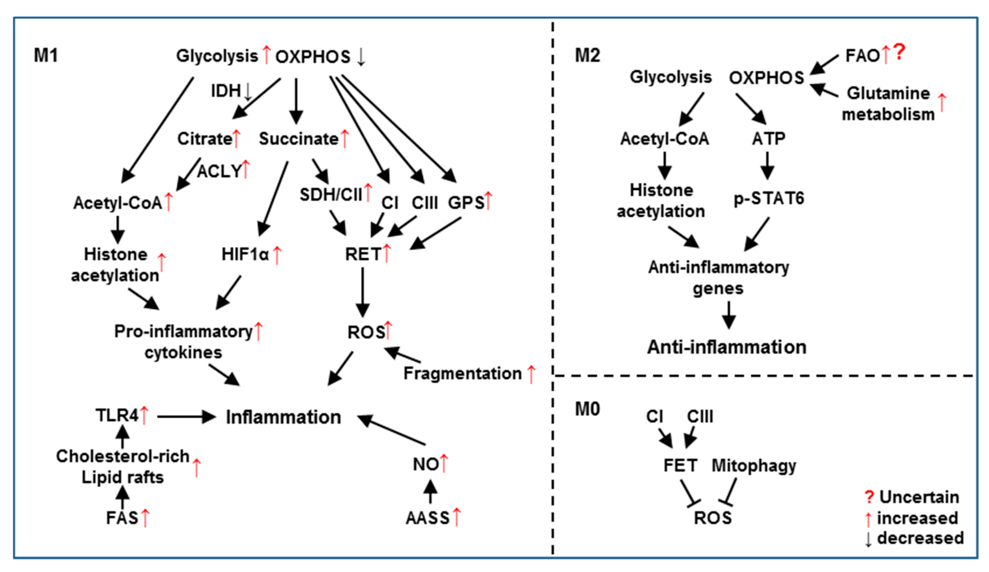 Cells 09 00005 g002 Cells 09 00005 g002