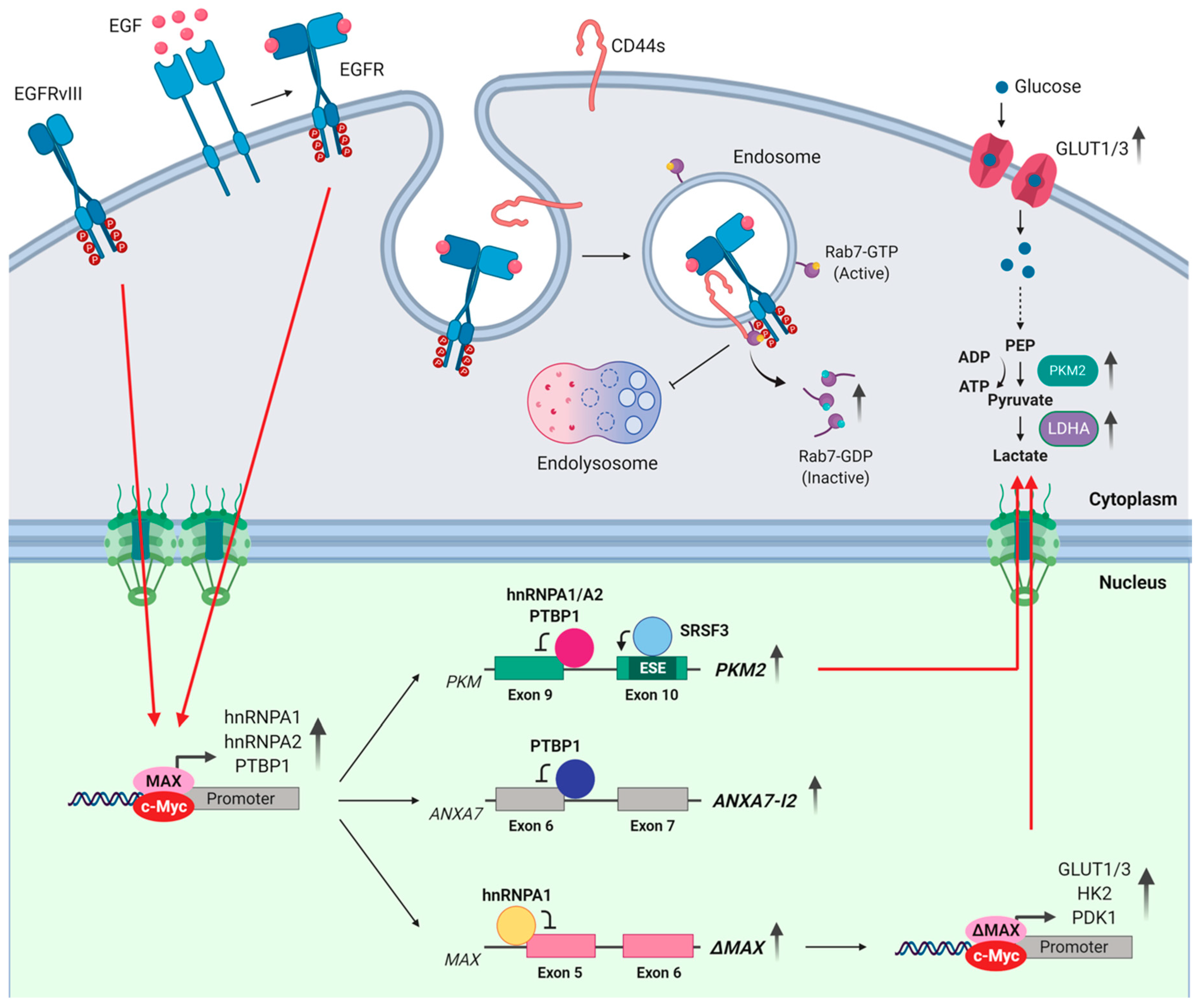 Cells | Free Full-Text | Splicing Dysregulation as Oncogenic Driver and ...