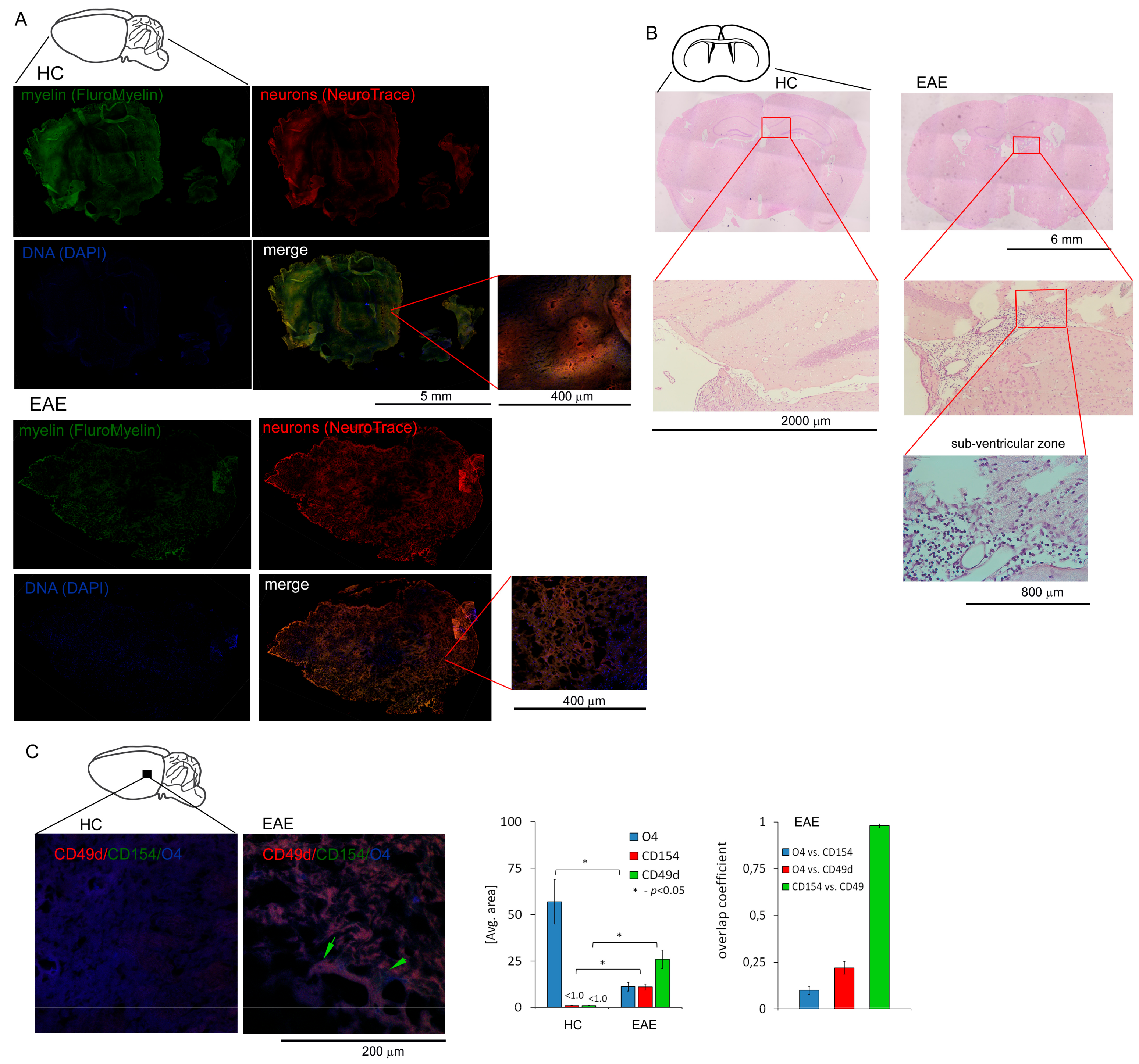 Cells 09 00015 g003 Cells 09 00015 g003