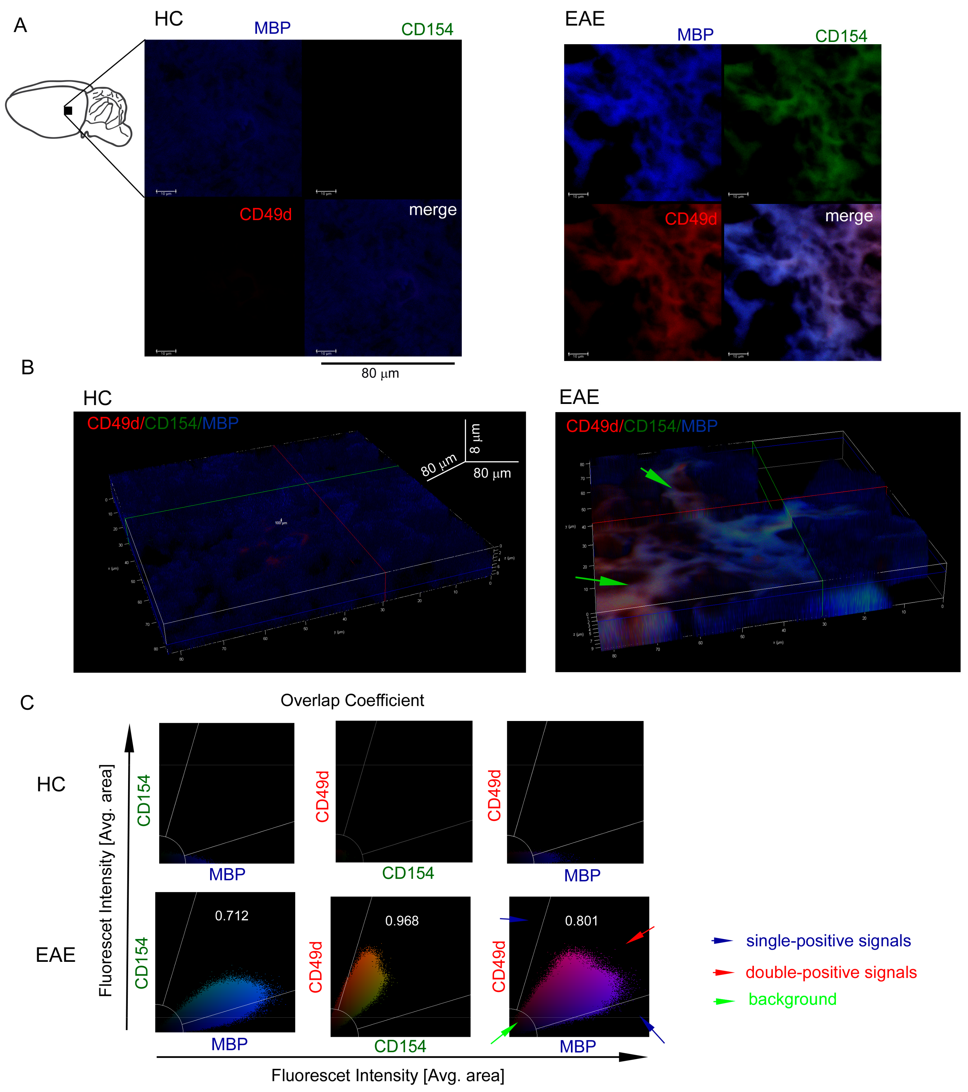 Cells 09 00015 g004 Cells 09 00015 g004