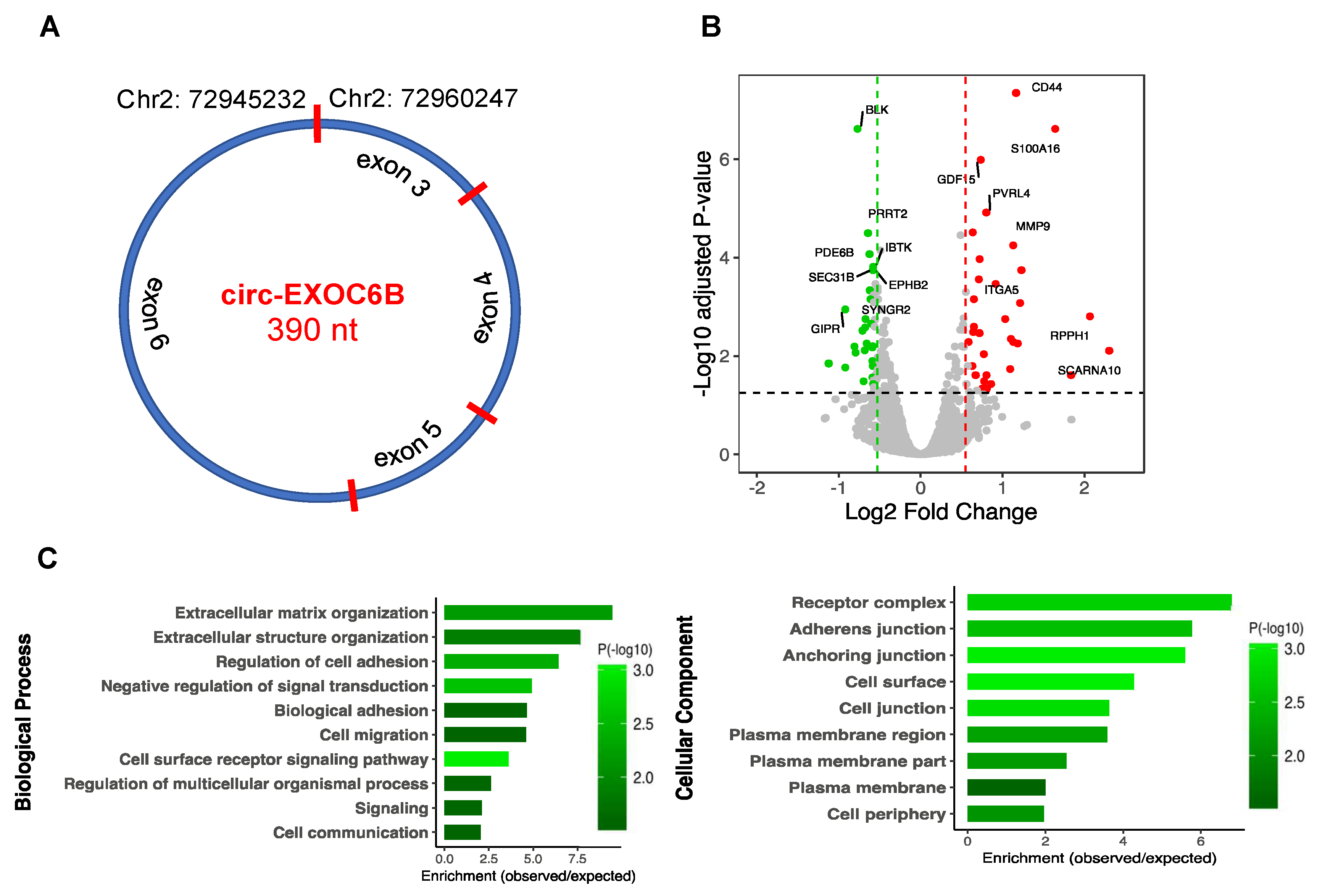 Cells 09 00025 g007 Cells 09 00025 g007