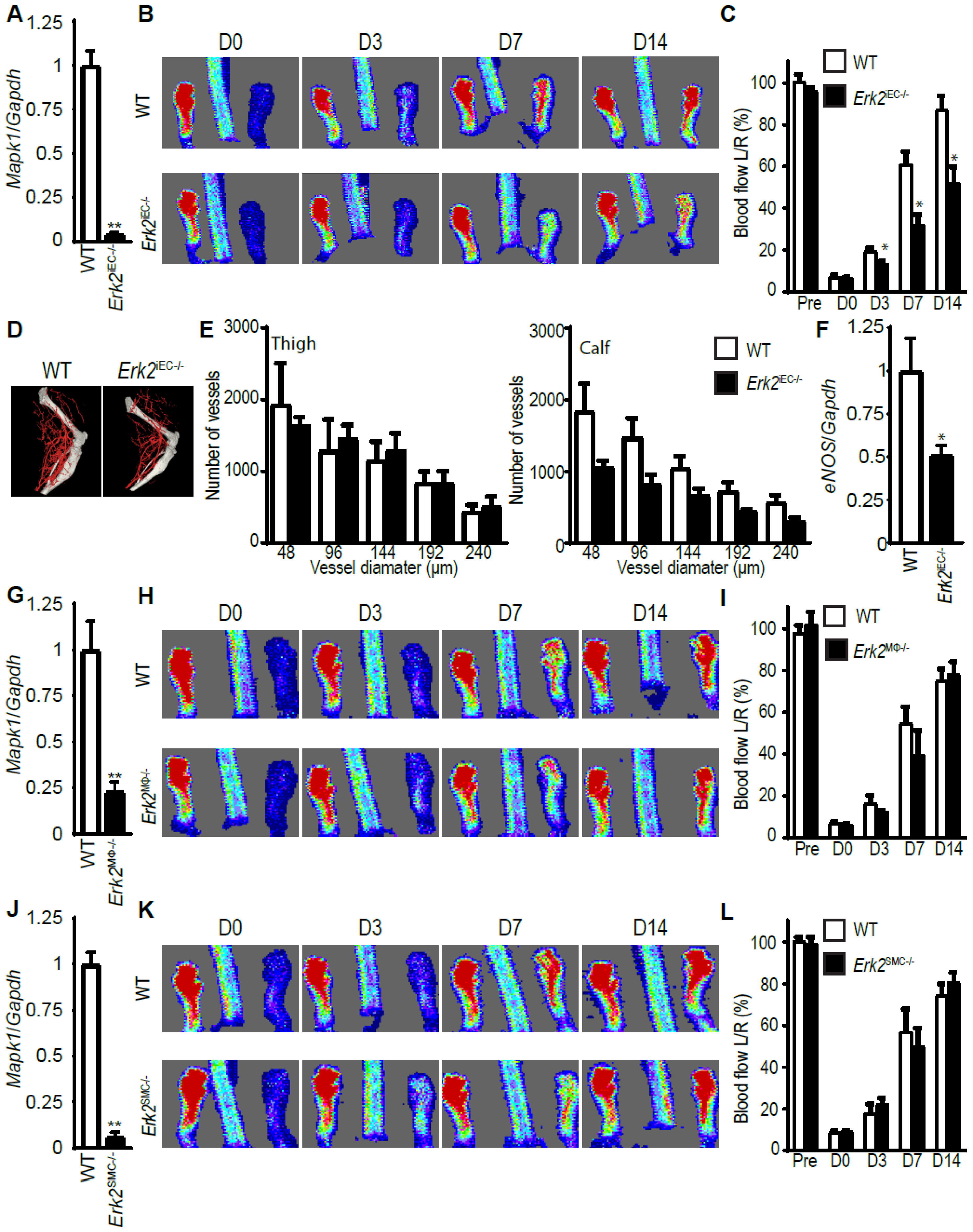 Cells 09 00038 g004 Cells 09 00038 g004