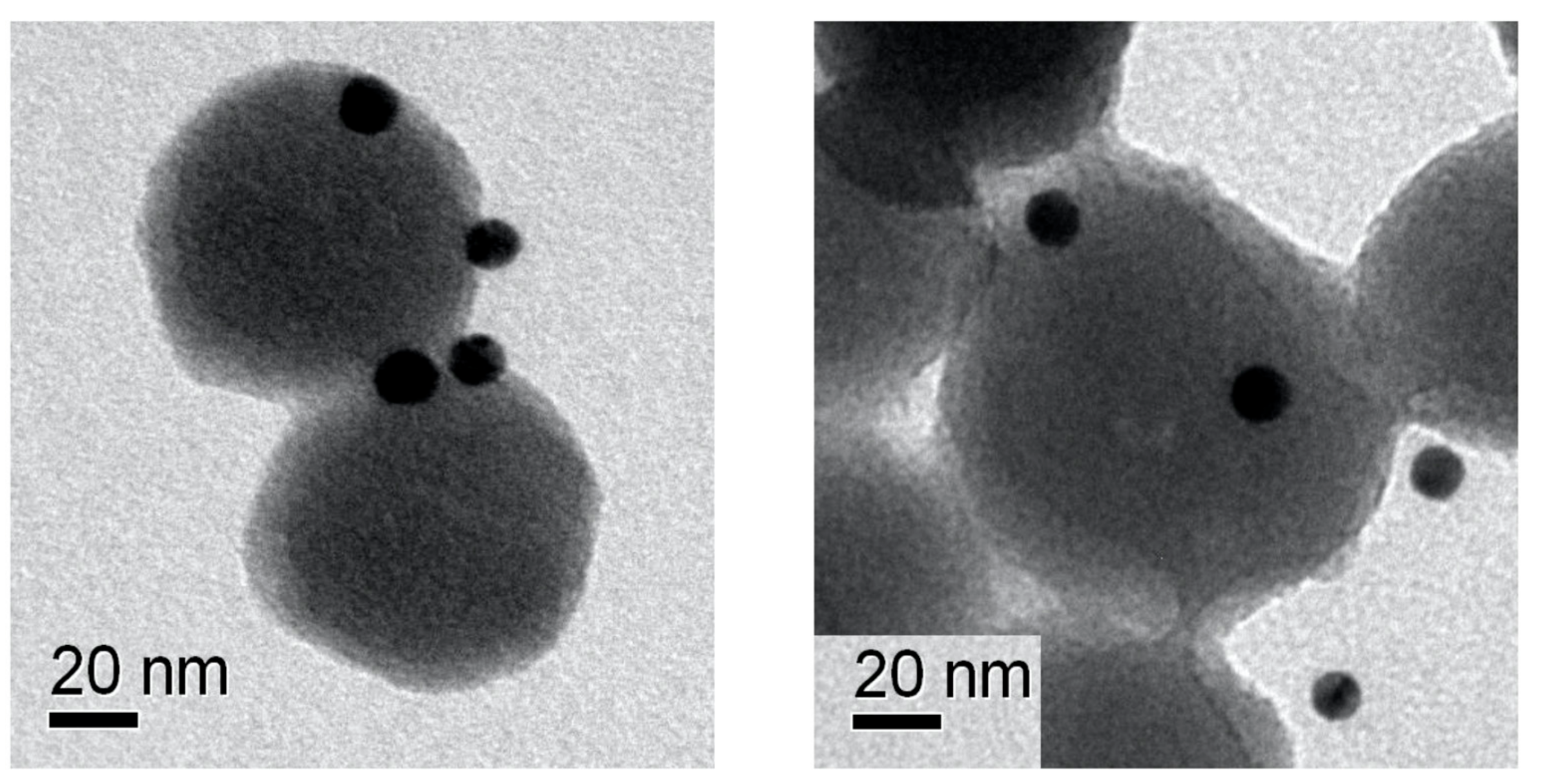 Cells 09 00056 g003 Cells 09 00056 g003