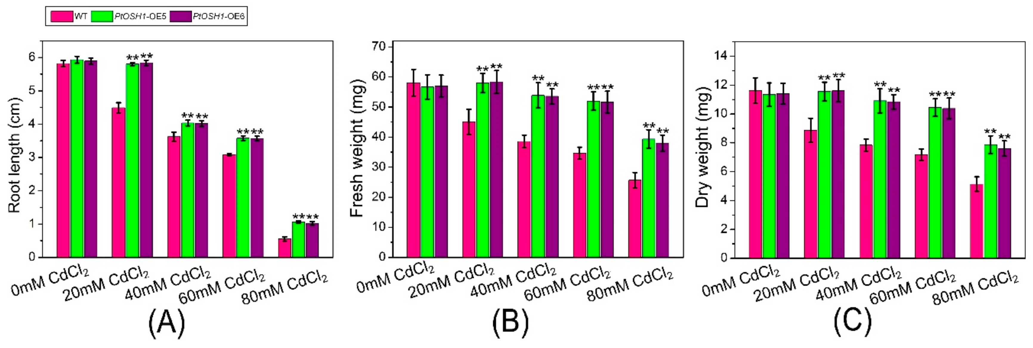 Cells 09 00076 g006 Cells 09 00076 g006