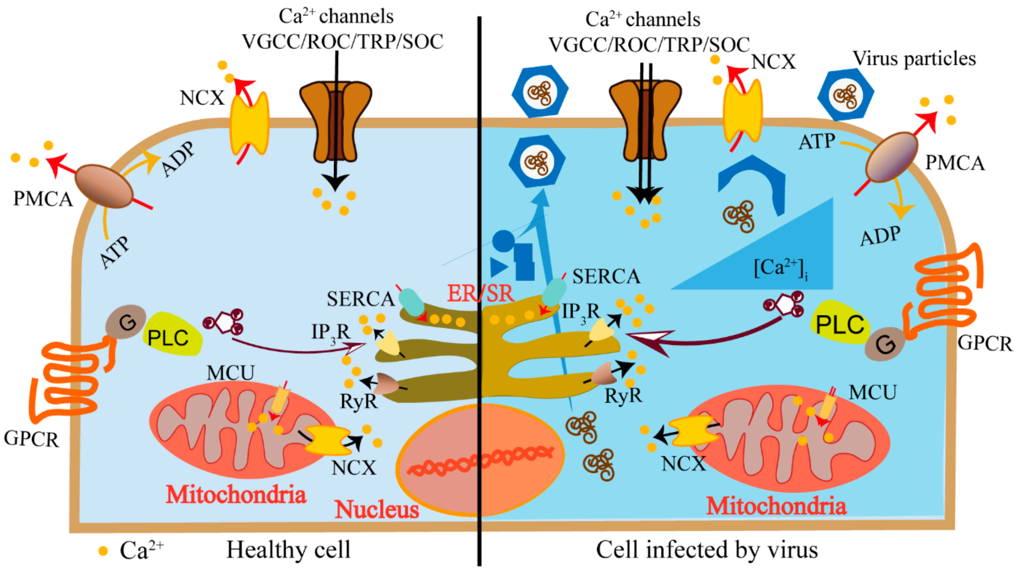 Cells | Free Full-Text | Host Calcium Channels and Pumps in Viral Infections