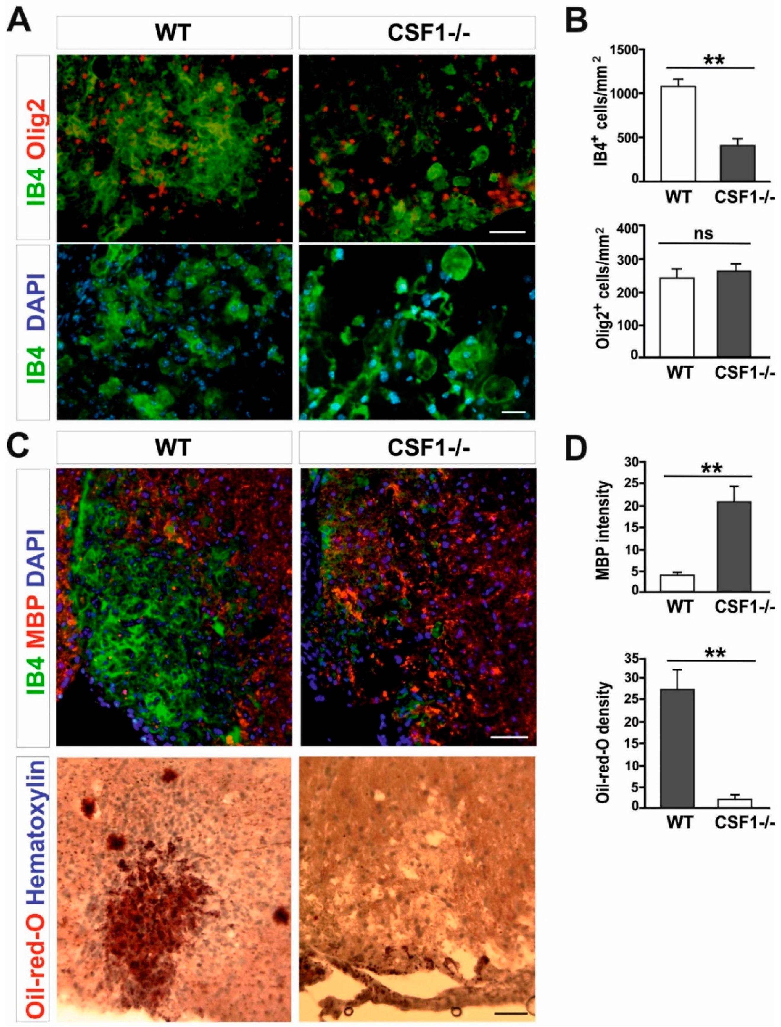 Cells 09 00099 g002 Cells 09 00099 g002