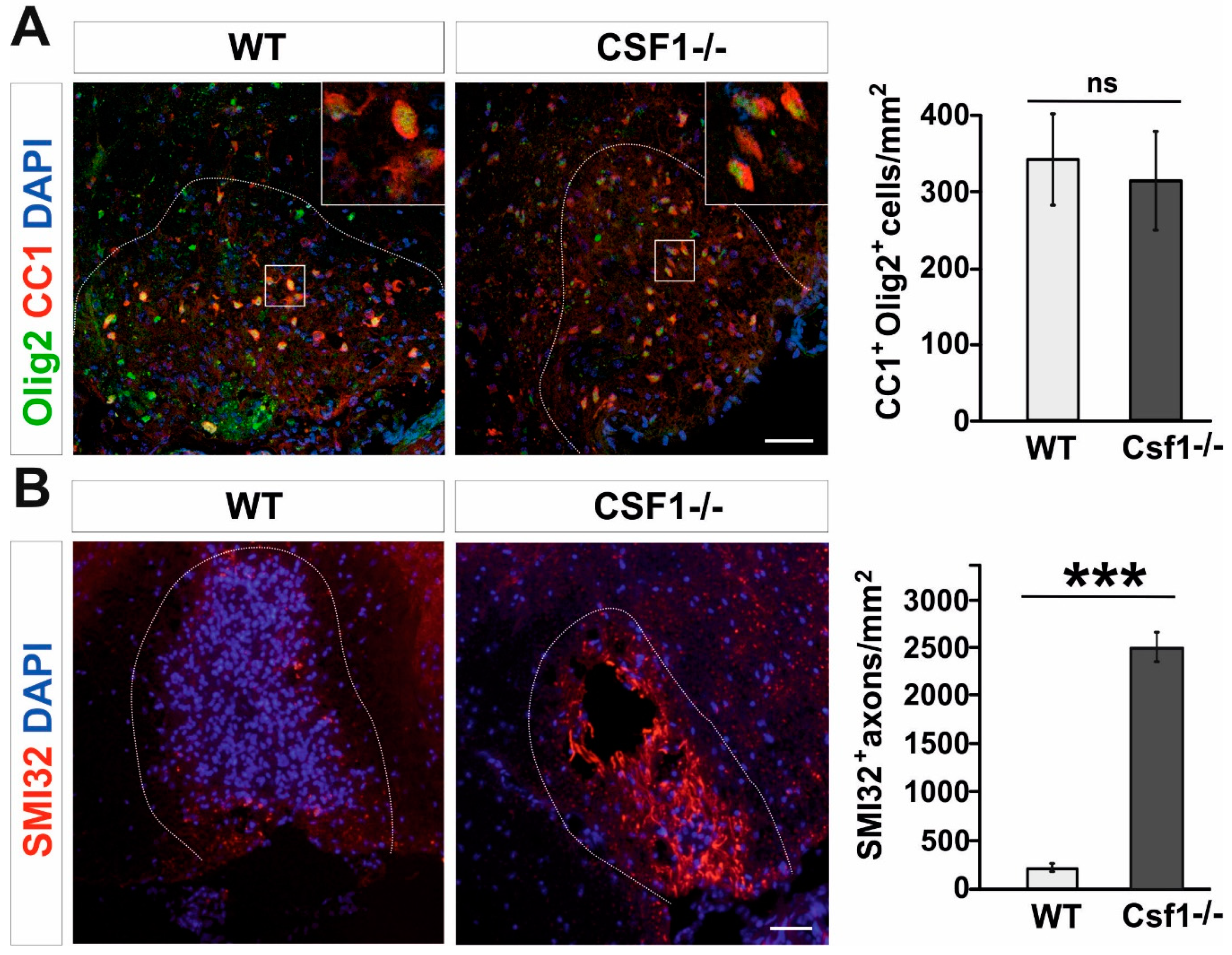 Cells 09 00099 g003 Cells 09 00099 g003