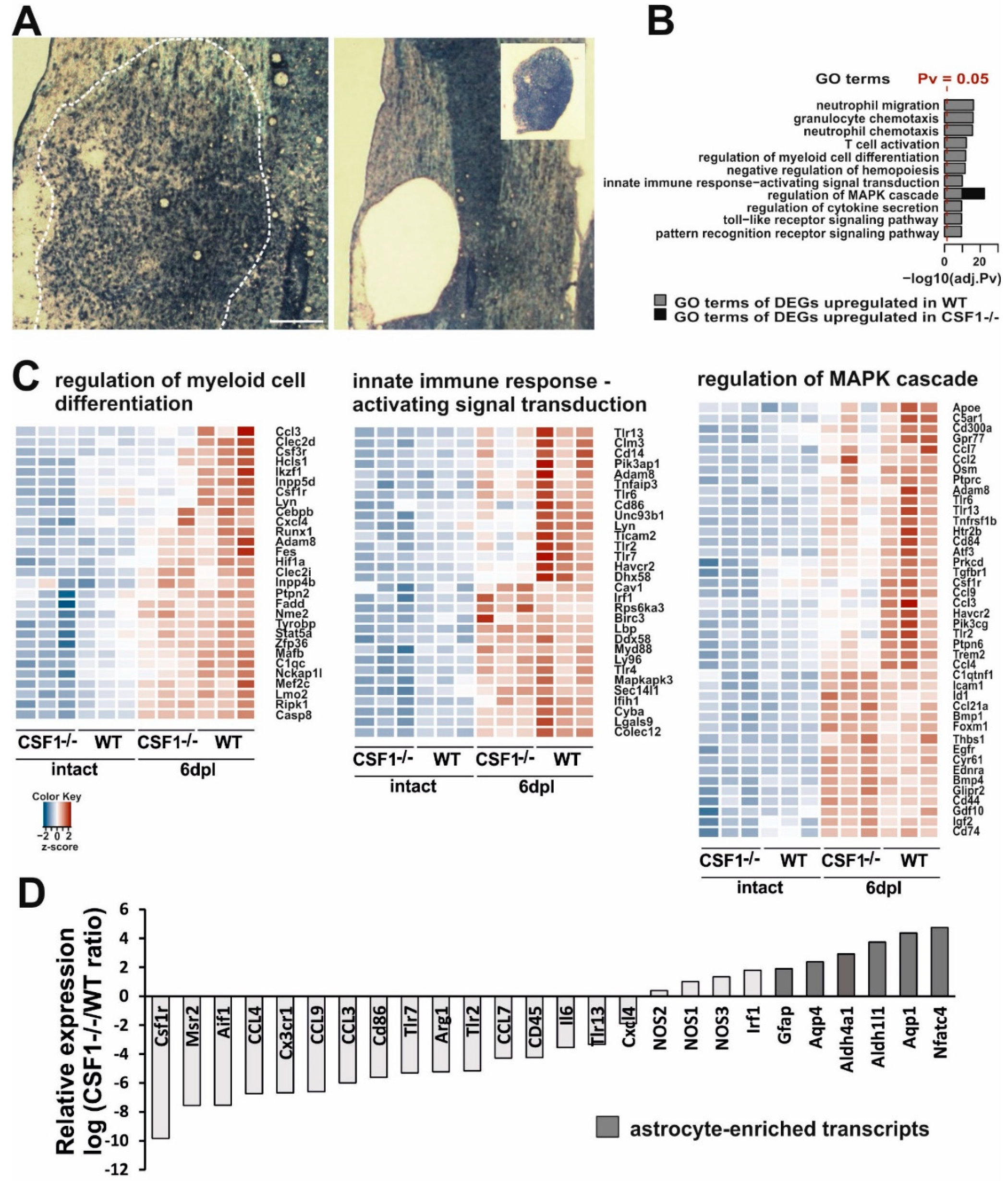 Cells 09 00099 g005 Cells 09 00099 g005