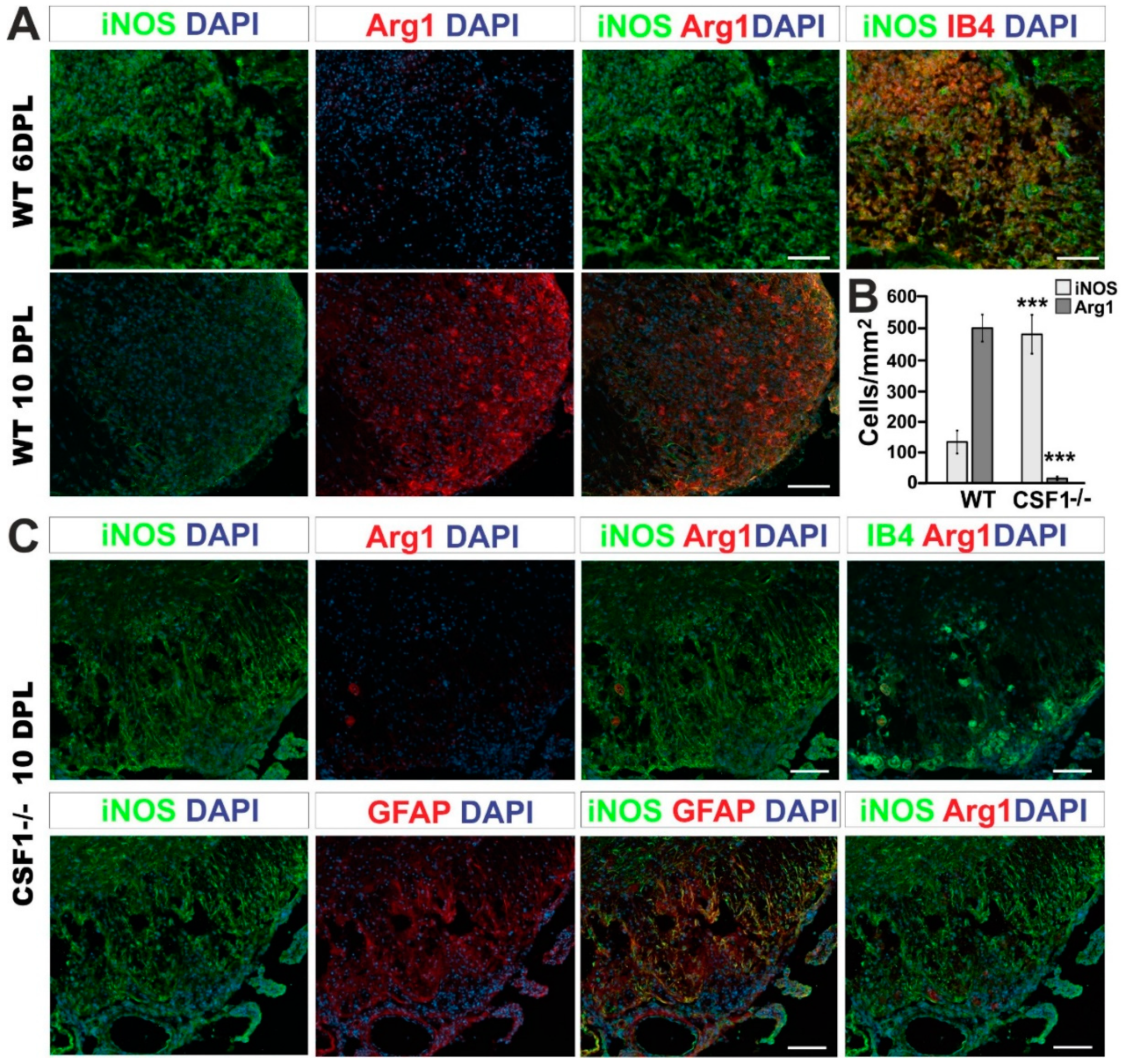 Cells 09 00099 g006 Cells 09 00099 g006