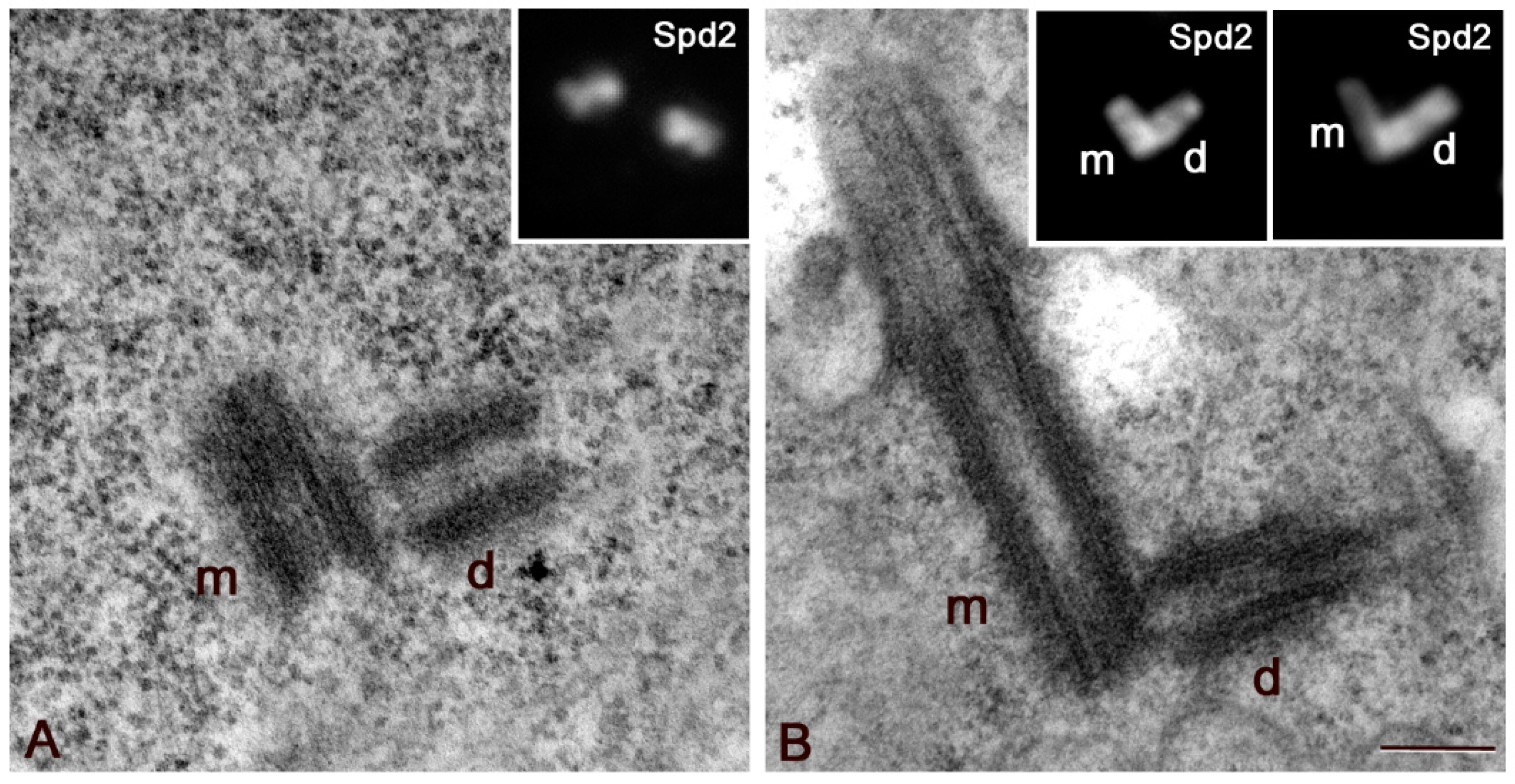 Cells 09 00115 g001 Cells 09 00115 g001