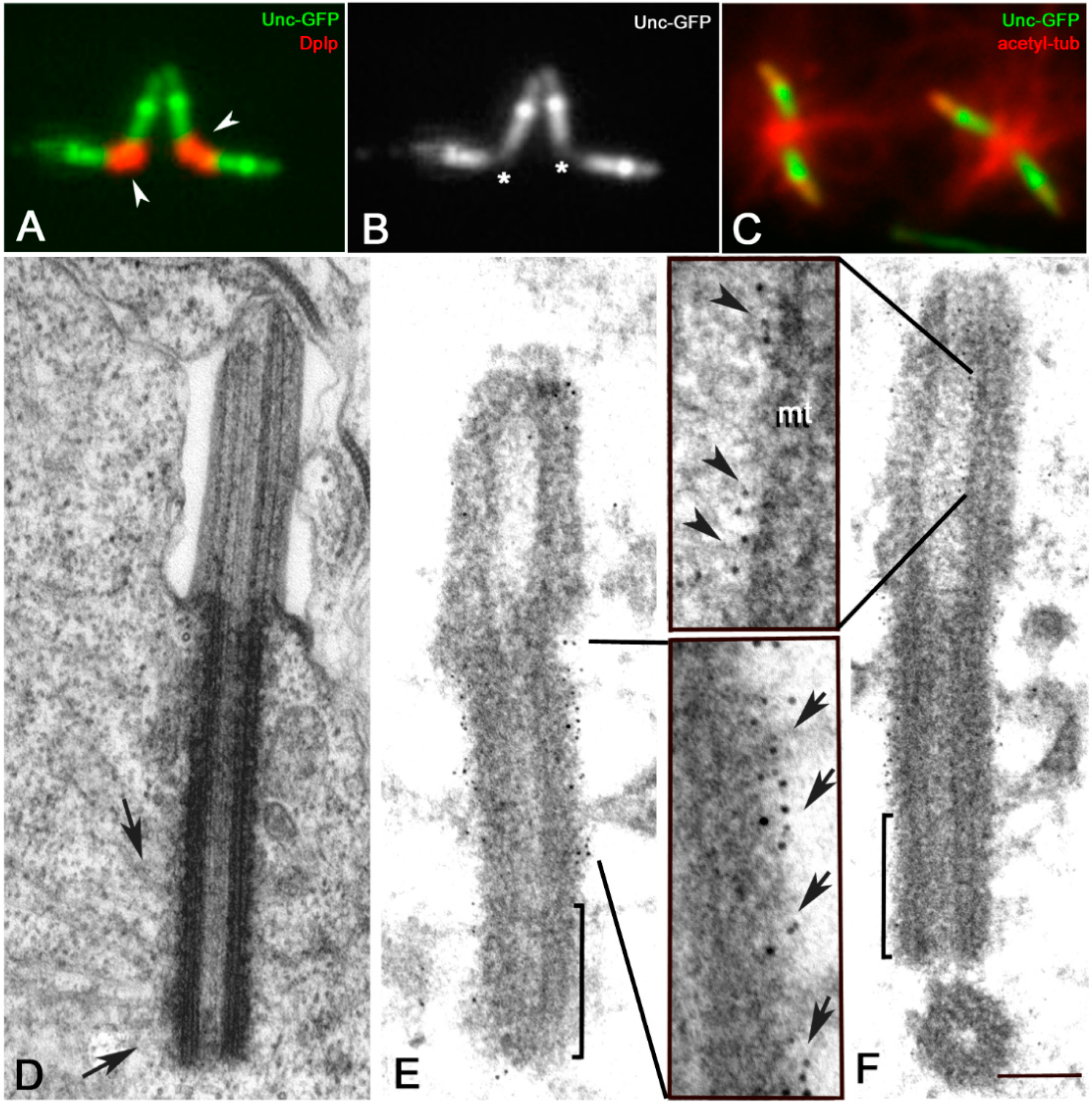 Cells 09 00115 g002 Cells 09 00115 g002