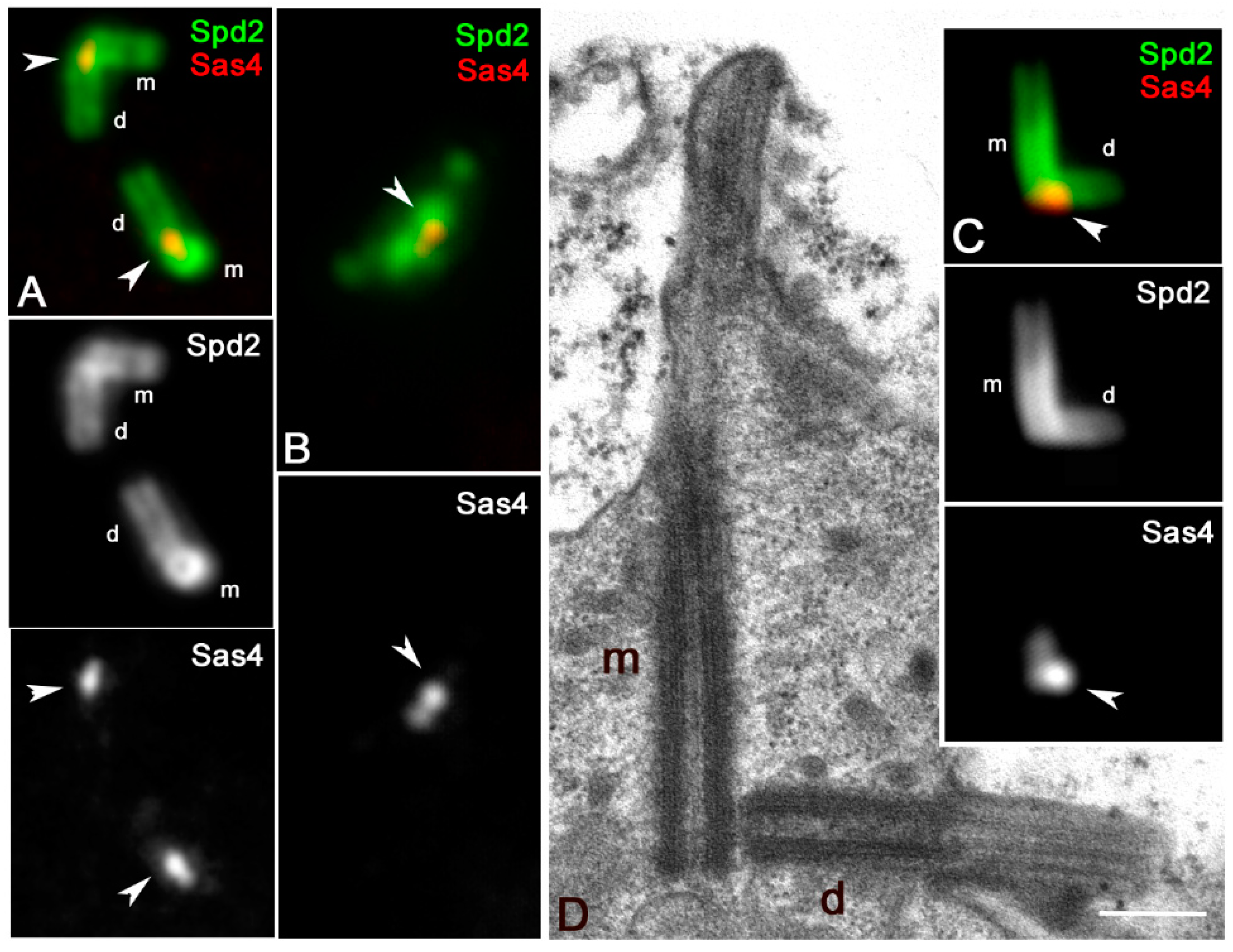 Cells 09 00115 g005 Cells 09 00115 g005