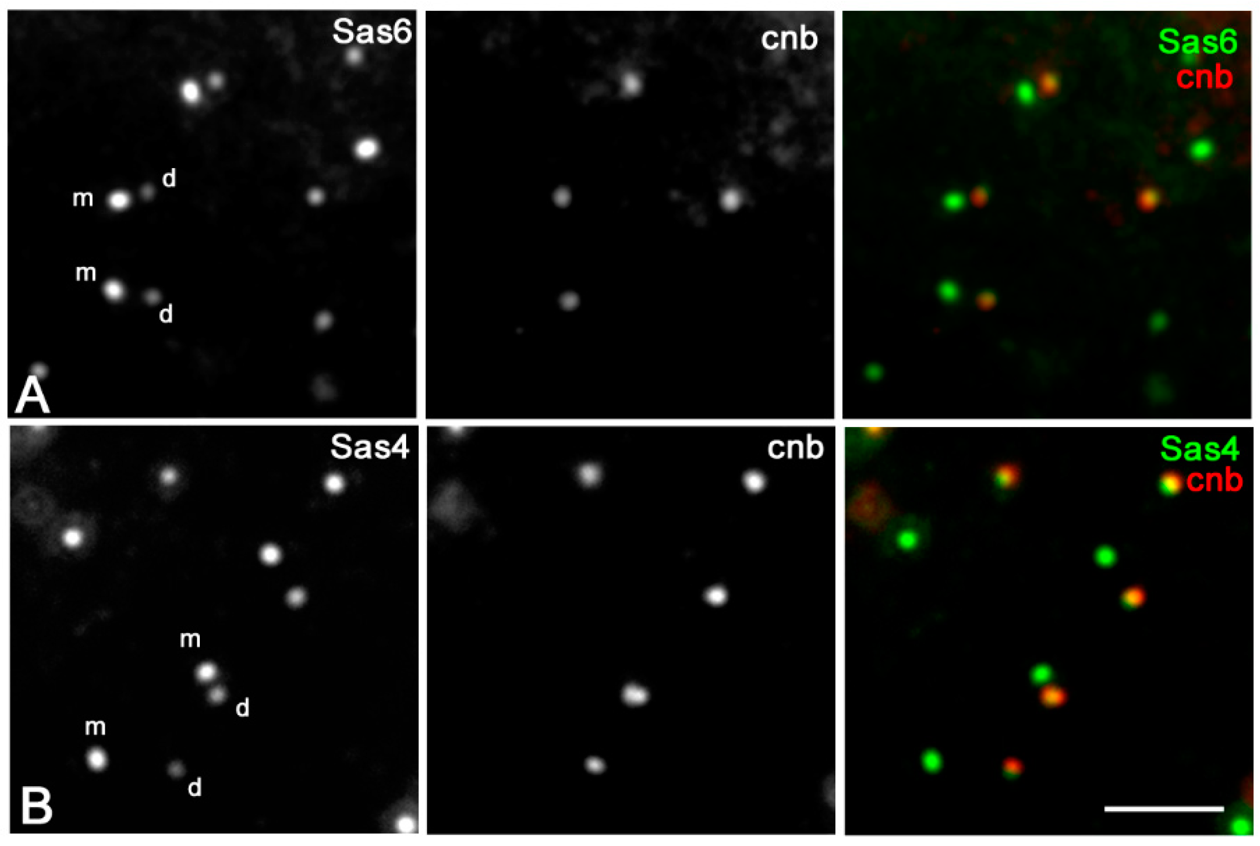 Cells 09 00115 g006 Cells 09 00115 g006