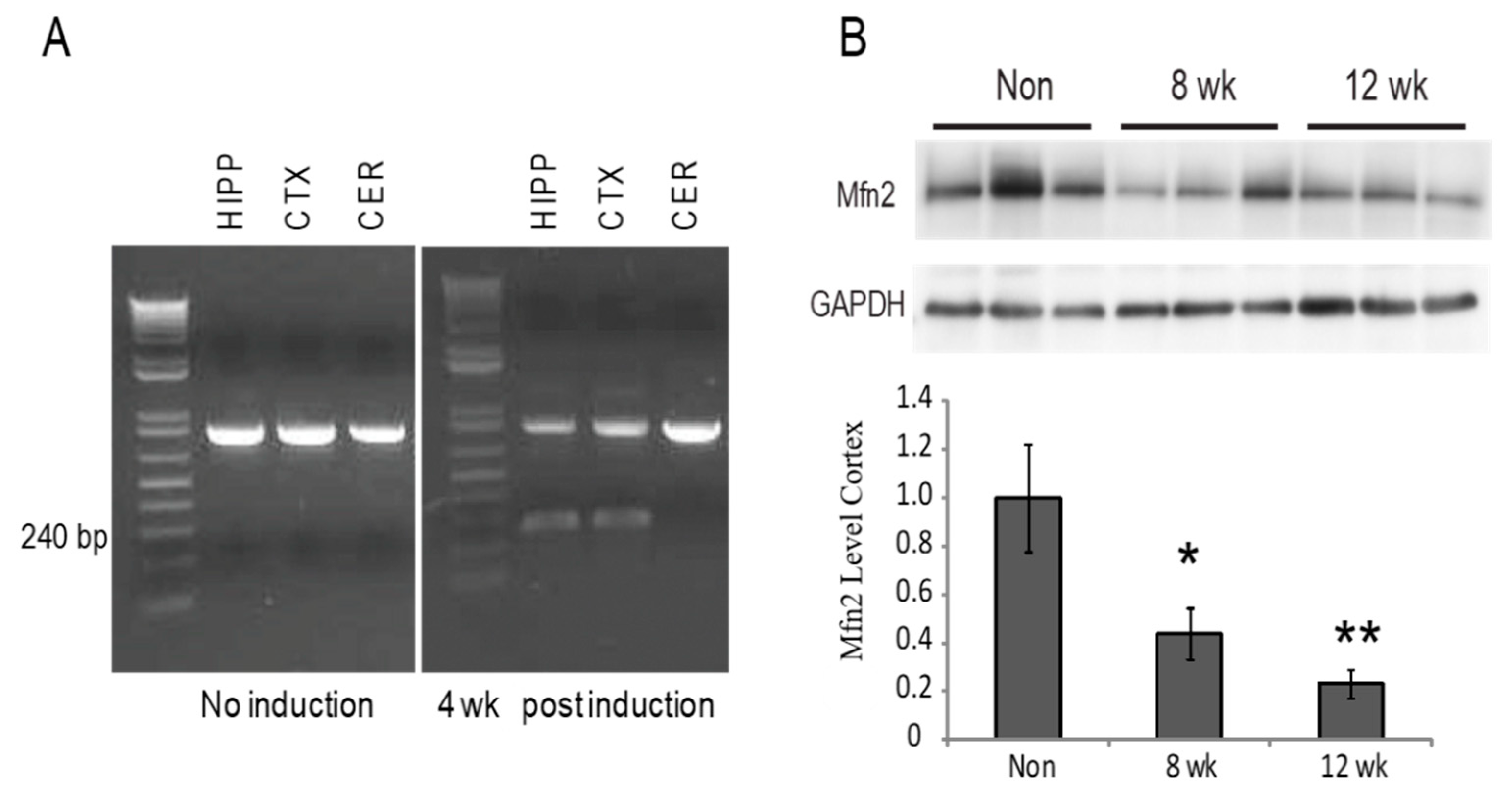 Cells 09 00116 g001 Cells 09 00116 g001