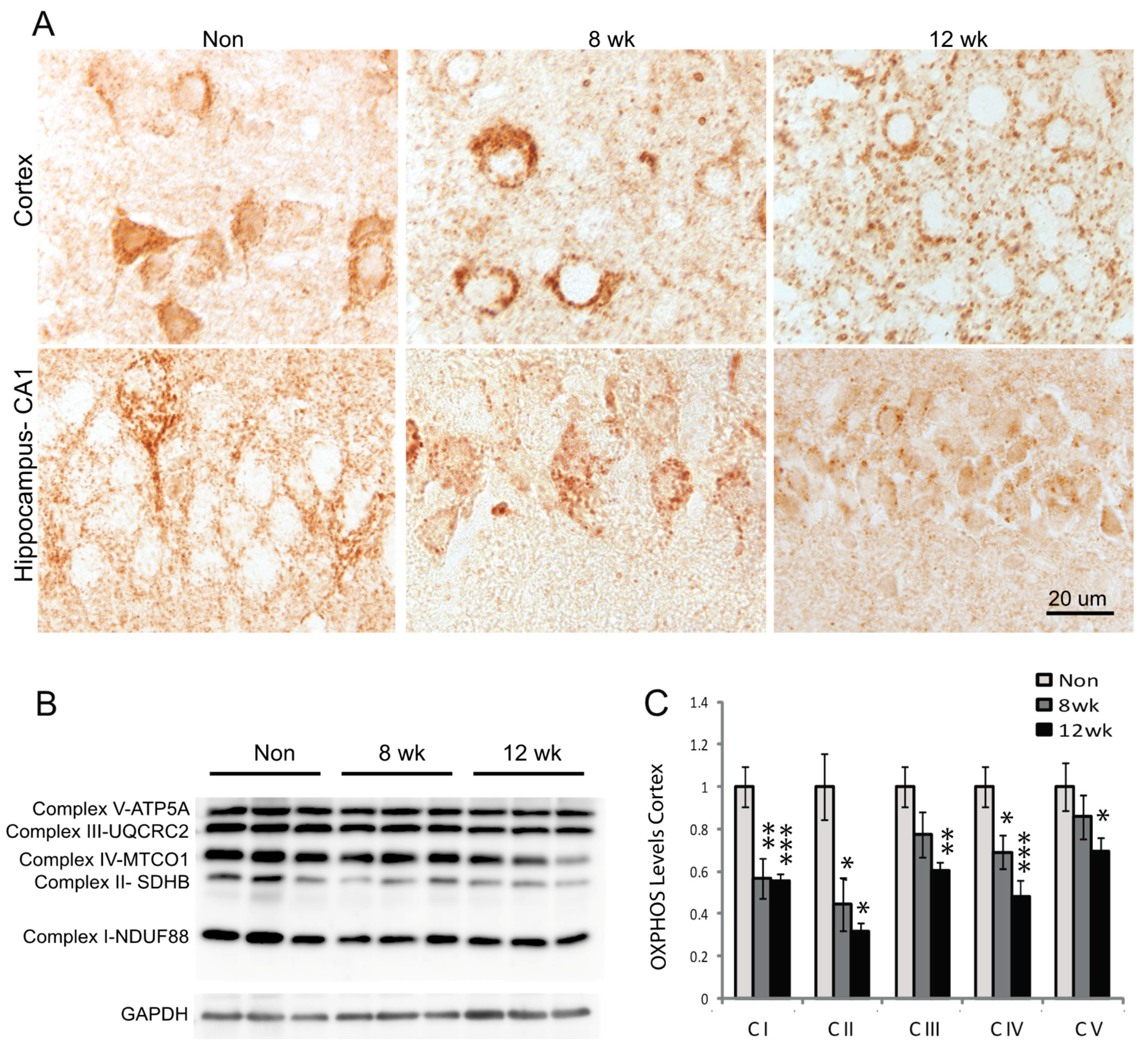 Cells 09 00116 g002 Cells 09 00116 g002