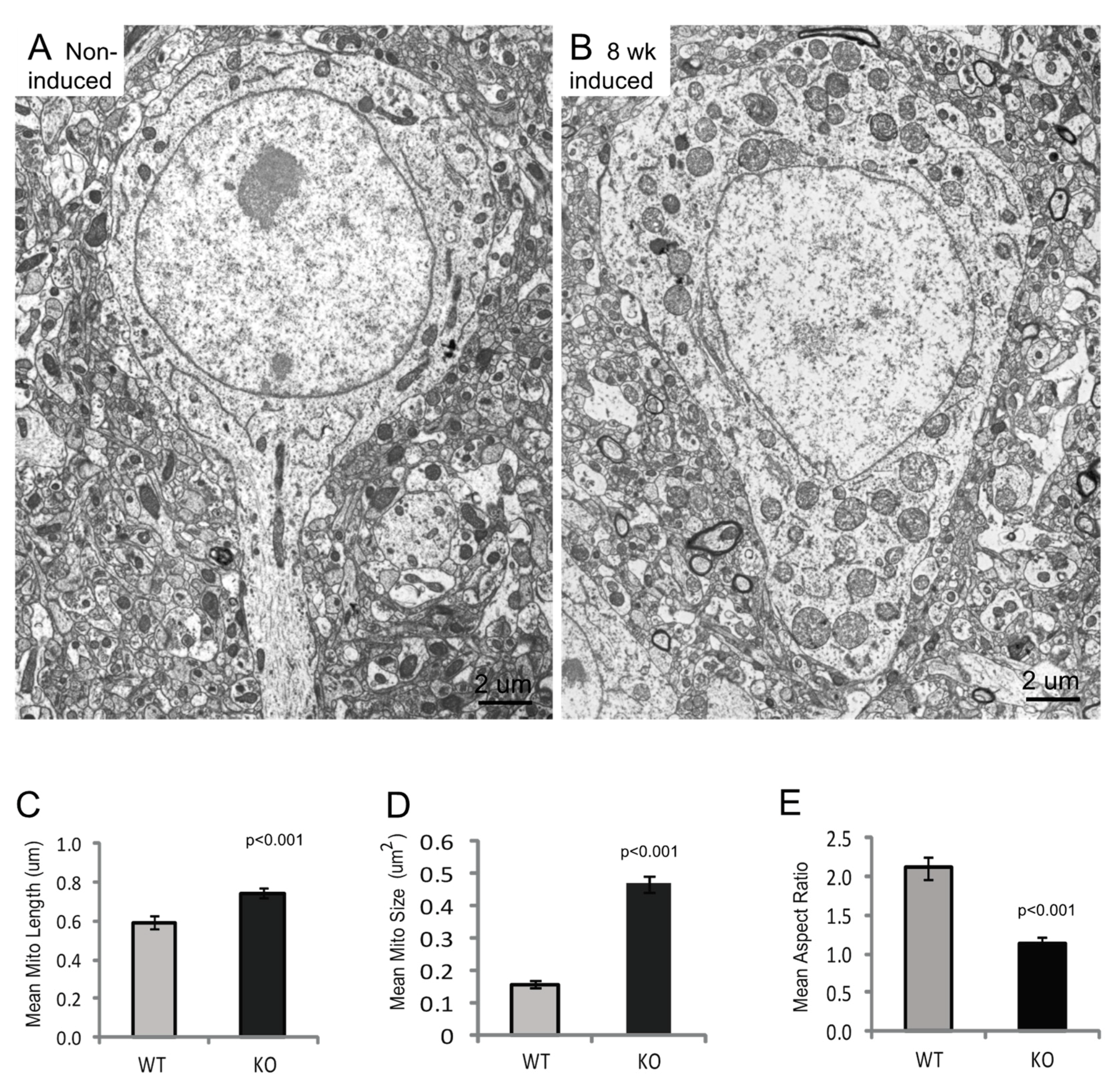 Cells 09 00116 g003 Cells 09 00116 g003