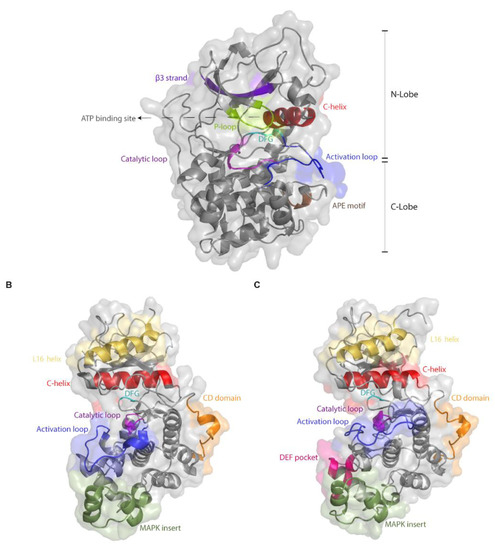 Cells Free Full Text Mutations That Confer Drug Resistance Oncogenicity And Intrinsic Activity On The Erk Map Kinases Current State Of The Art Html
