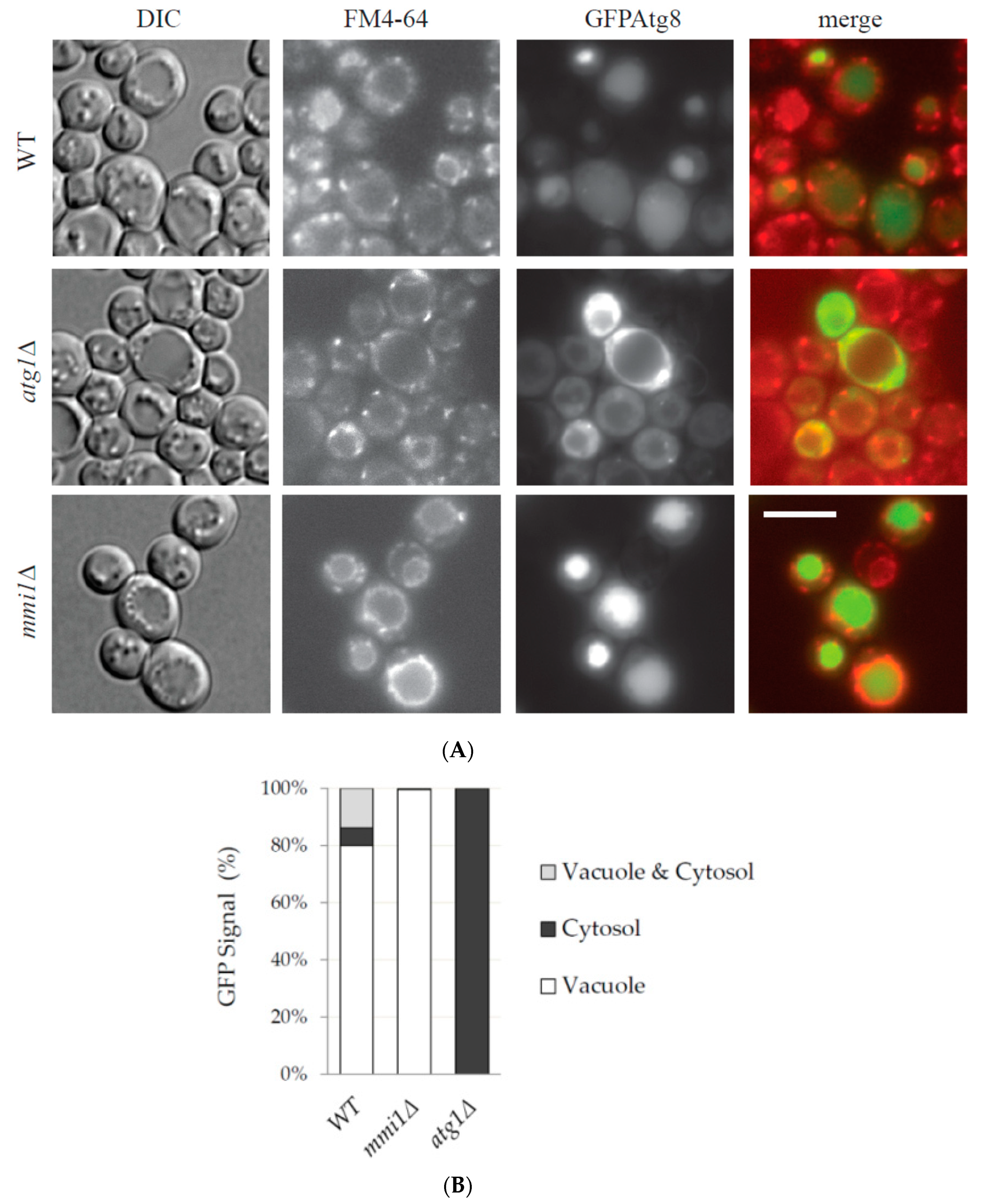 Cells 09 00138 g003 Cells 09 00138 g003